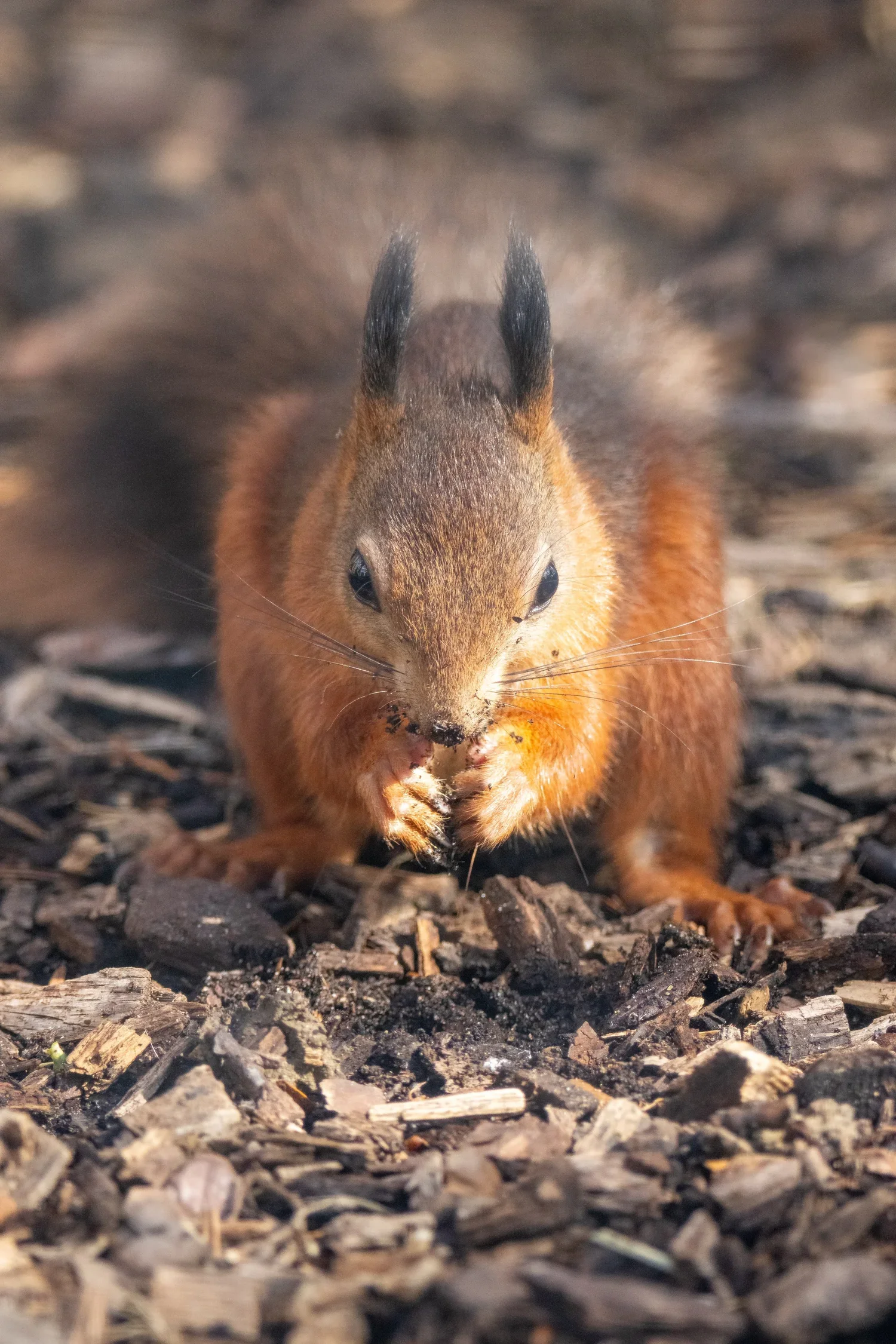 Red Squirrel Awareness Week