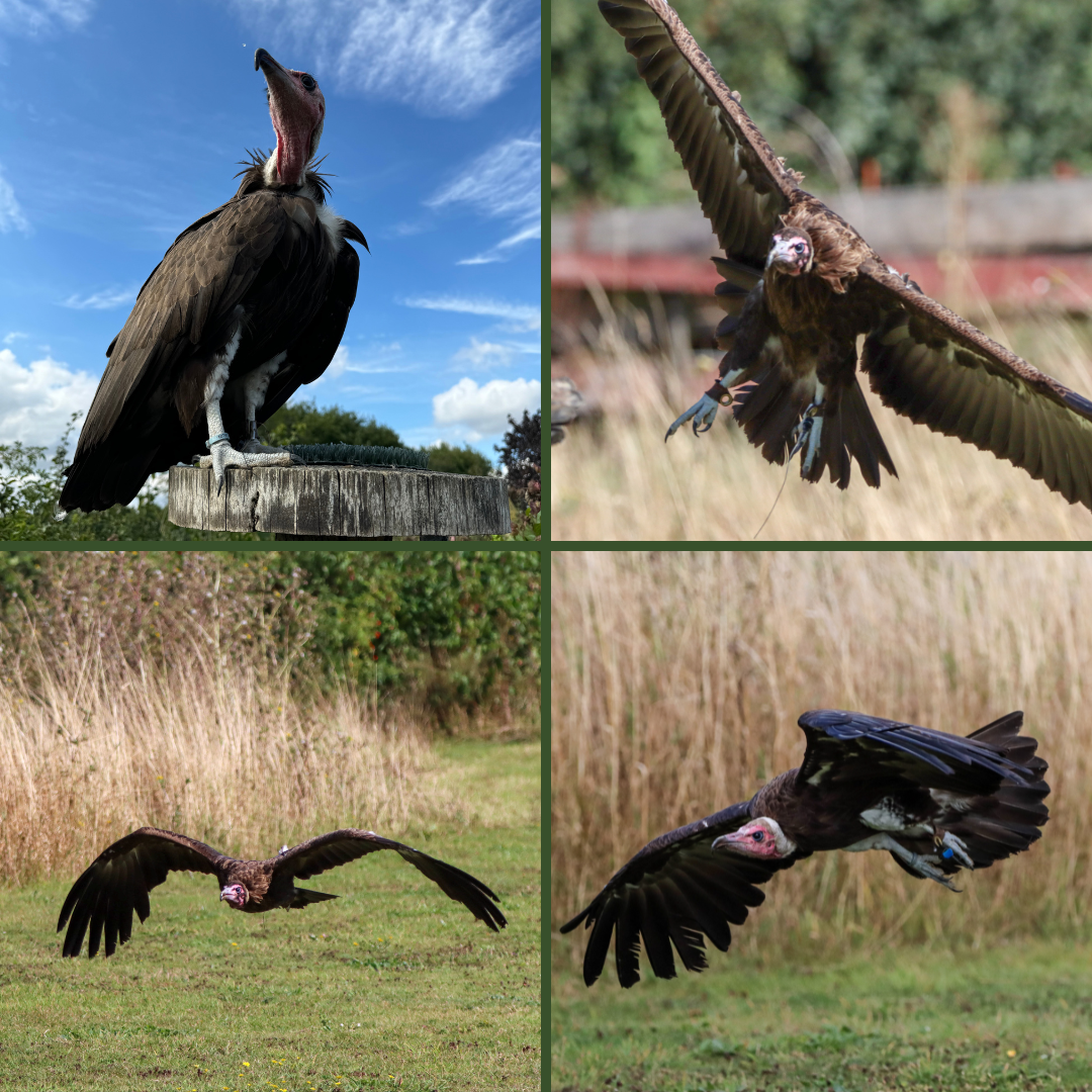 International Vulture Awareness Day 2024