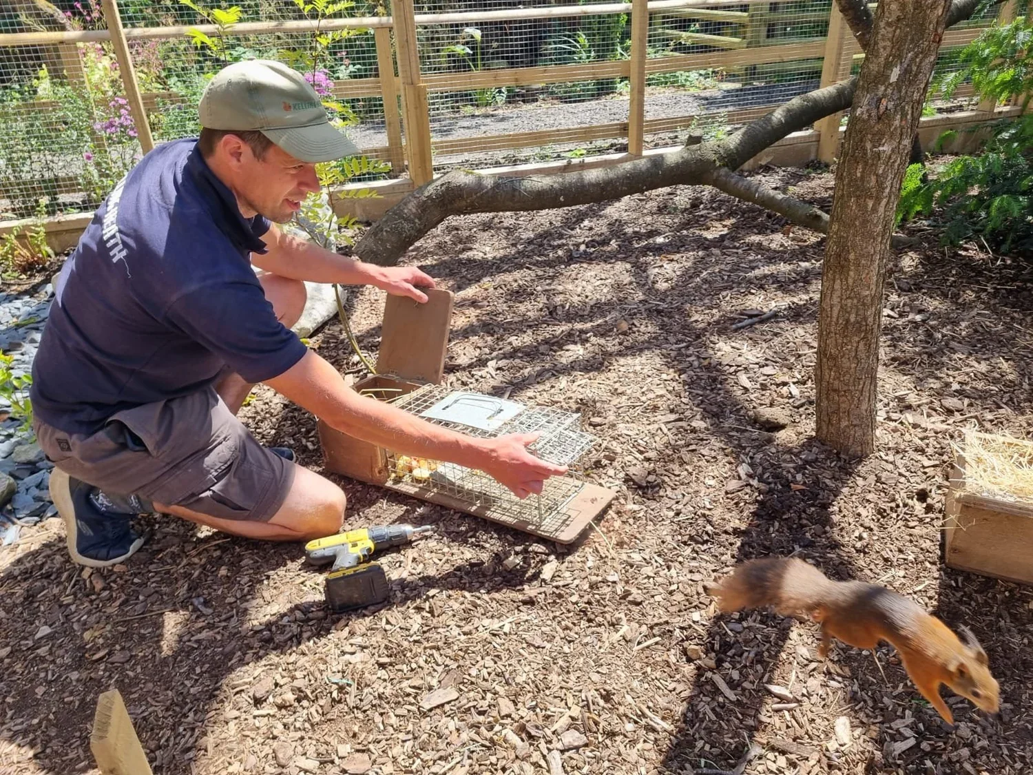Red Squirrels return to Suffolk Owl Sanctuary