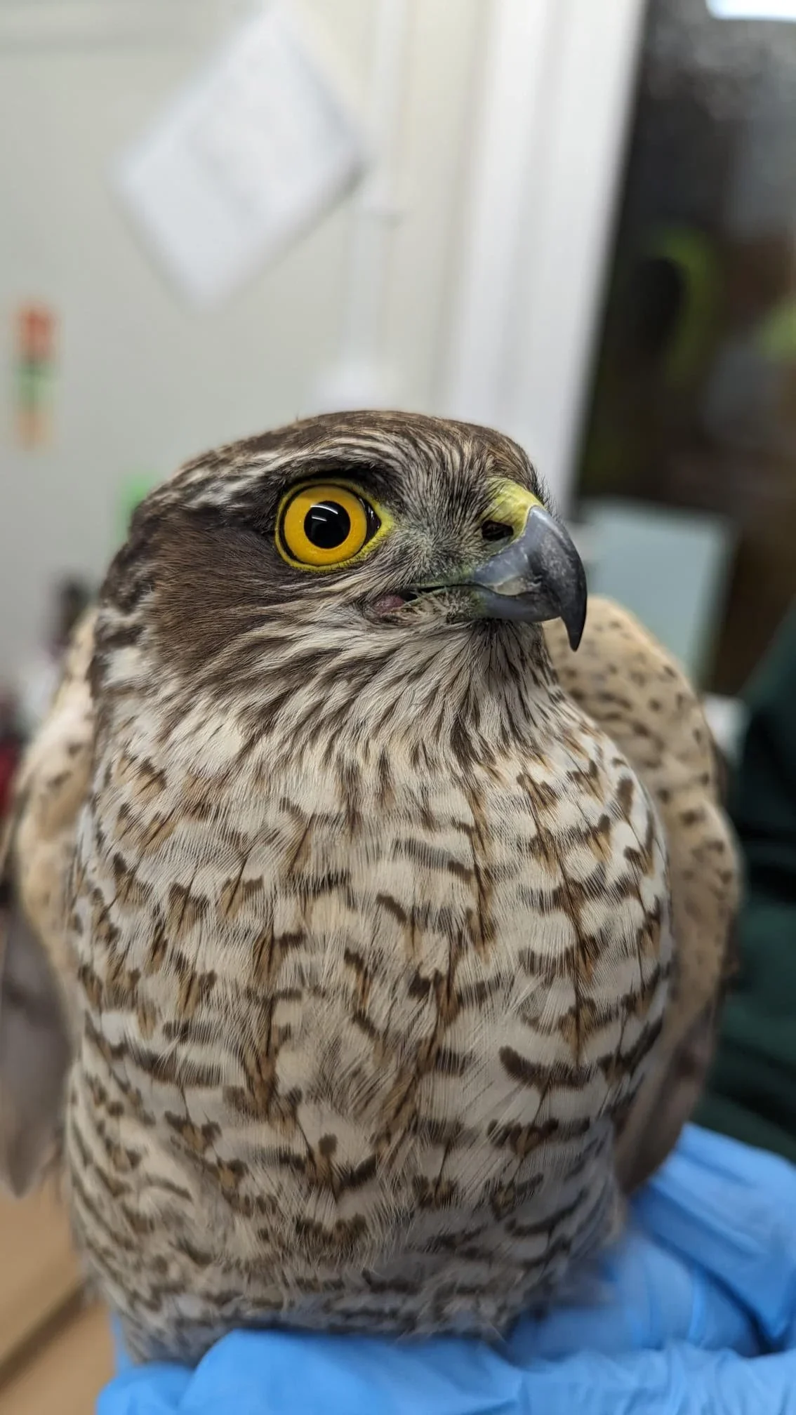 Sparrowhawk rescue