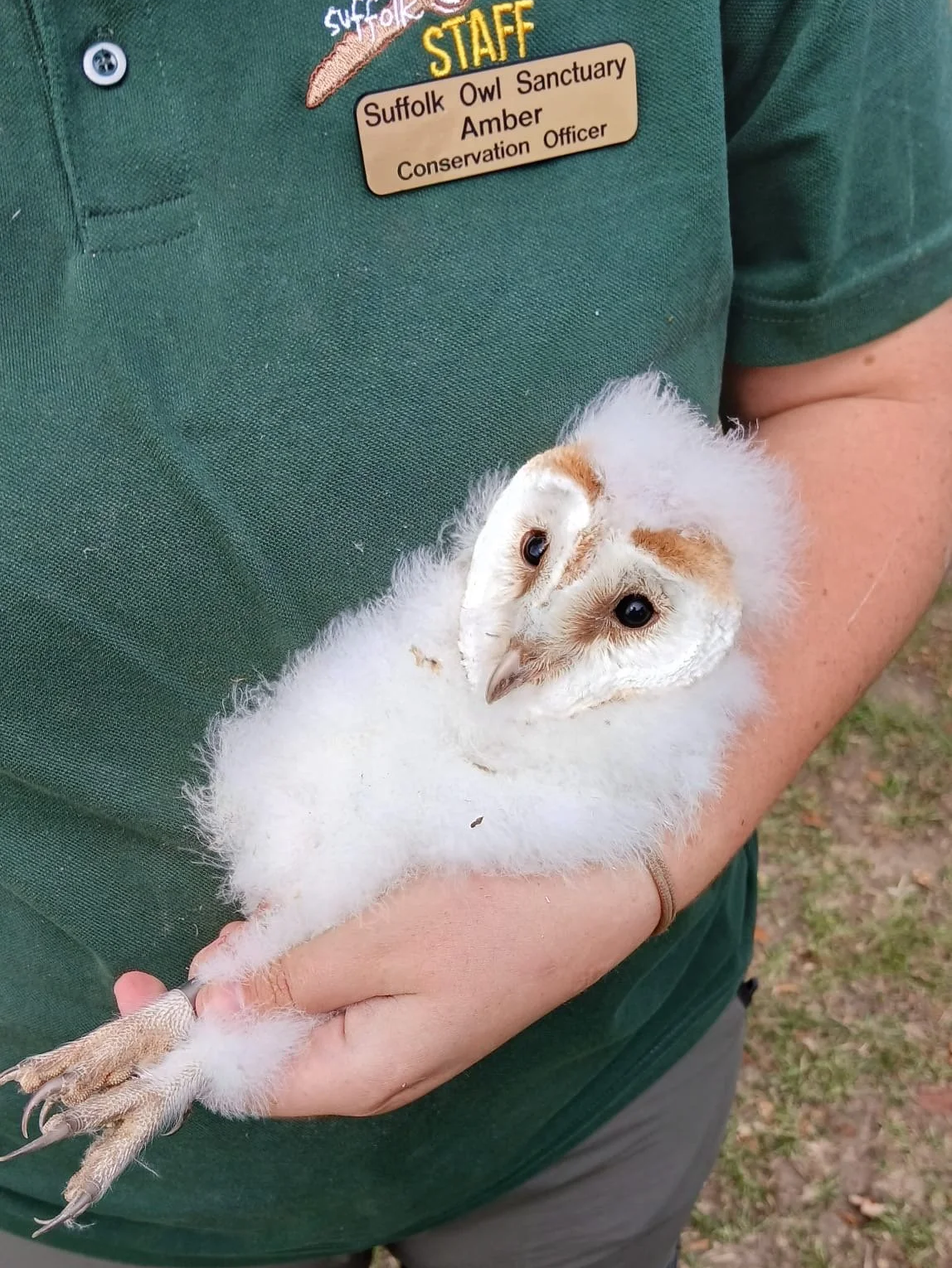 Owl Be Back: A Look at a Challenging Breeding Season