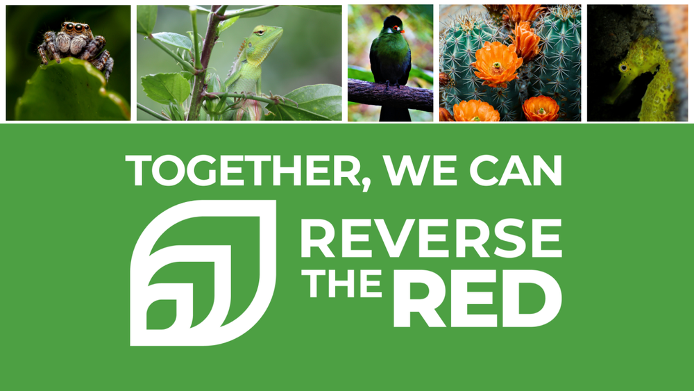 Reverse the Red: Celebrating Wildlife Comebacks