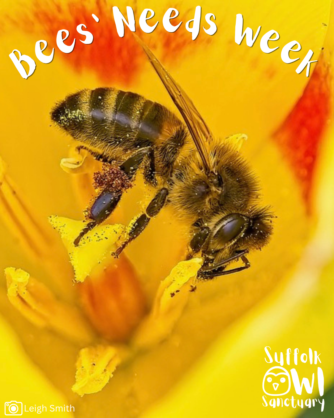 Bees' Needs Week 2026: Five Simple Ways You Can Help Pollinators