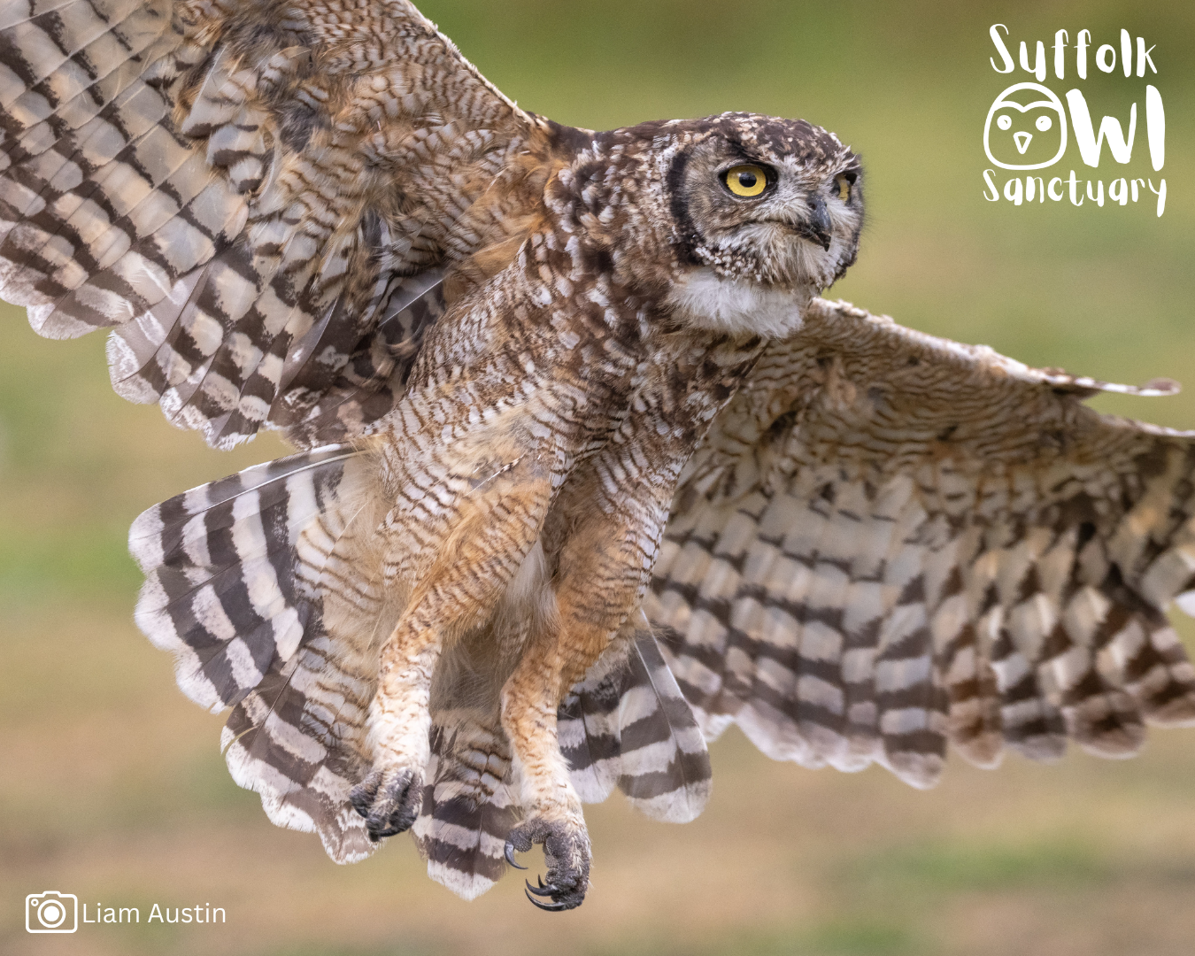 Why Owls Matter: Celebrating International Owl Awareness Day 2026