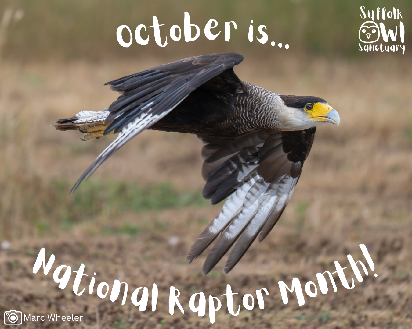 National Raptor Month