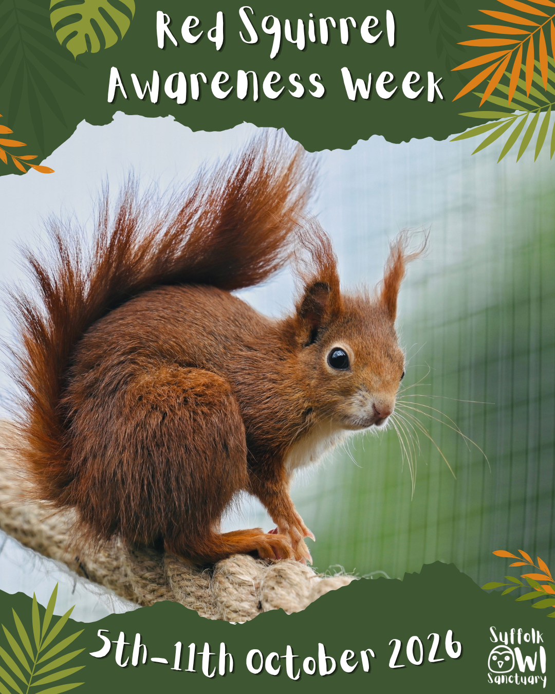 Red Squirrel Awareness Week: Celebrating Our Woodland Treasures 🐿️❤️