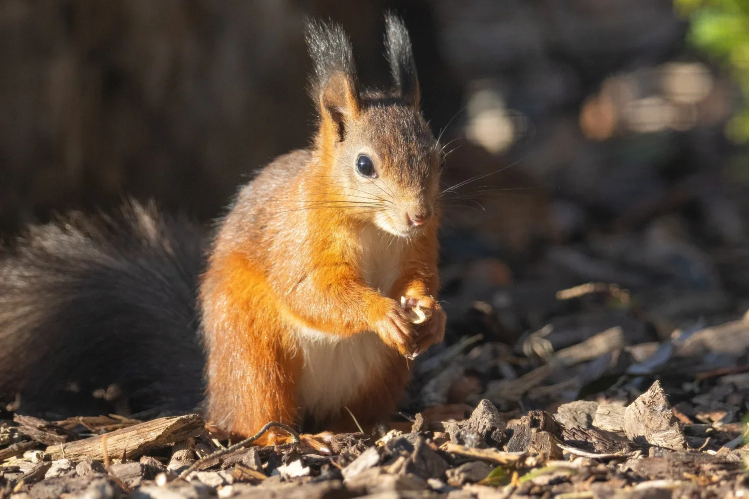 A close-up of a squirrel with reddish-brown fur, sitting on the ground among bark and small twigs, holding a small nut near its paws.