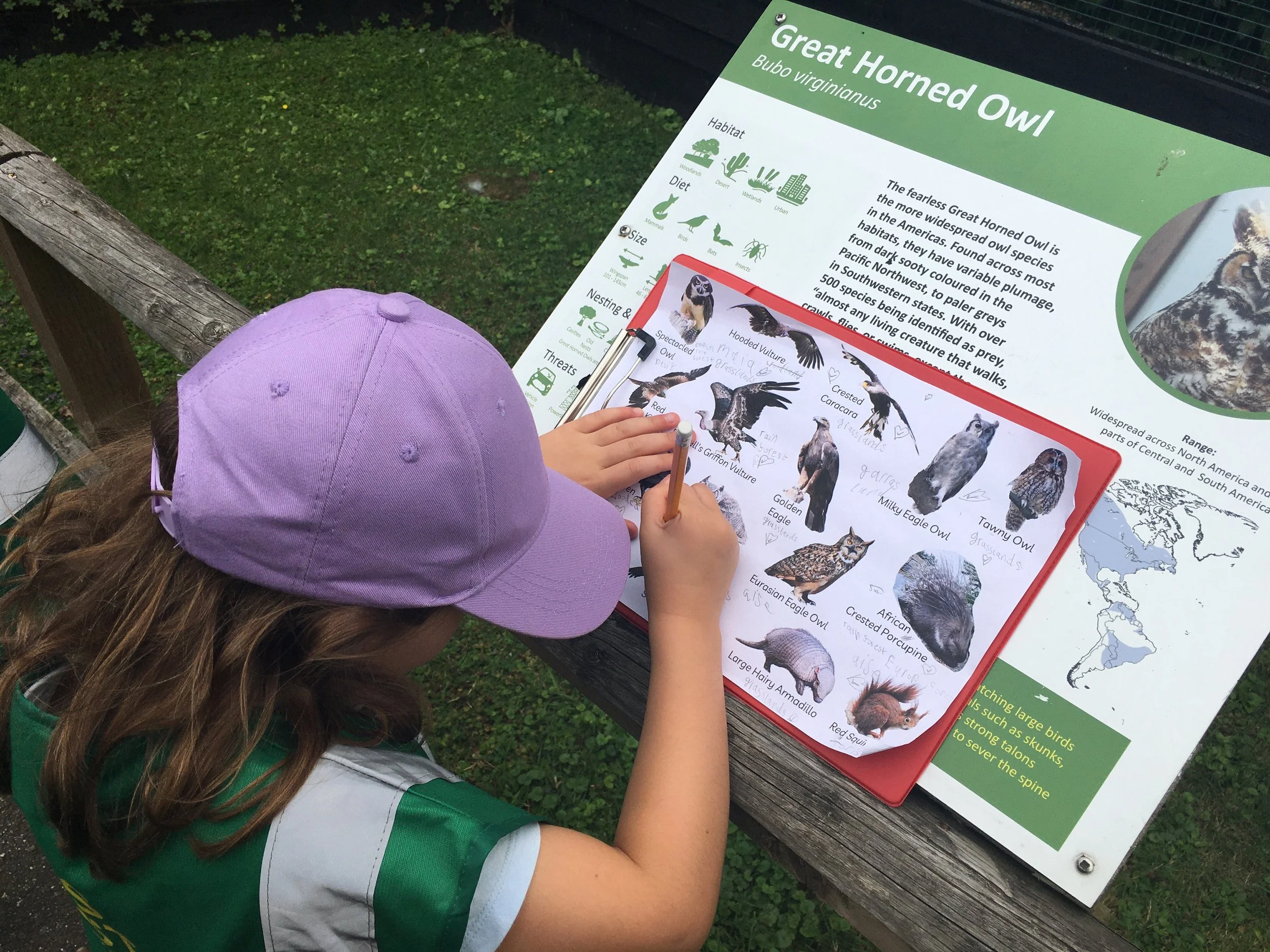 A young girl with a purple cap and green shirt is writing on a sheet with pictures of various owls, next to an informational display about the Great Horned Owl at a zoo or nature center.