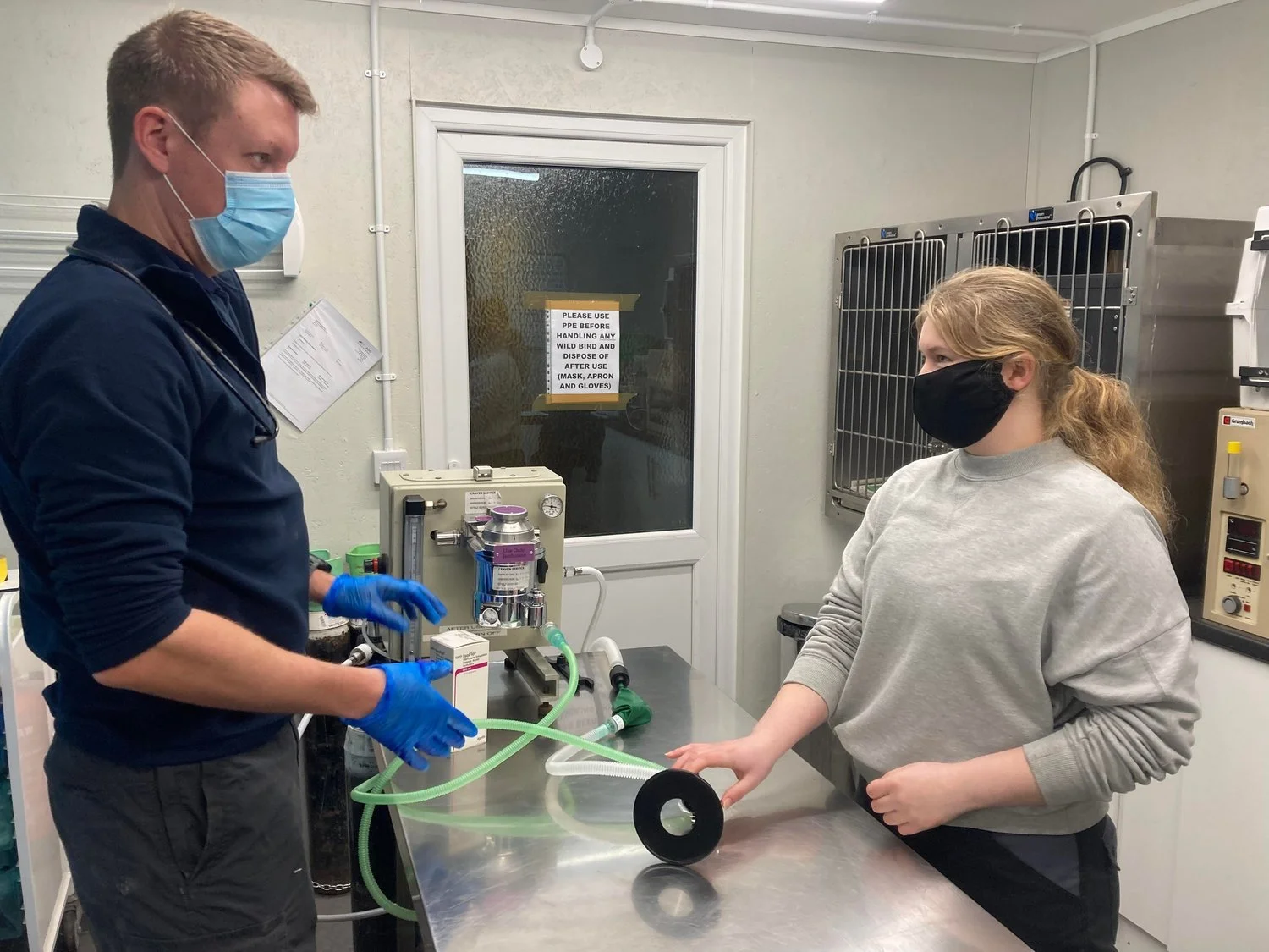 Two people in a veterinary clinic or laboratory, both wearing face masks and gloves, engaged in an experiment or procedure involving medical equipment on a metal table.