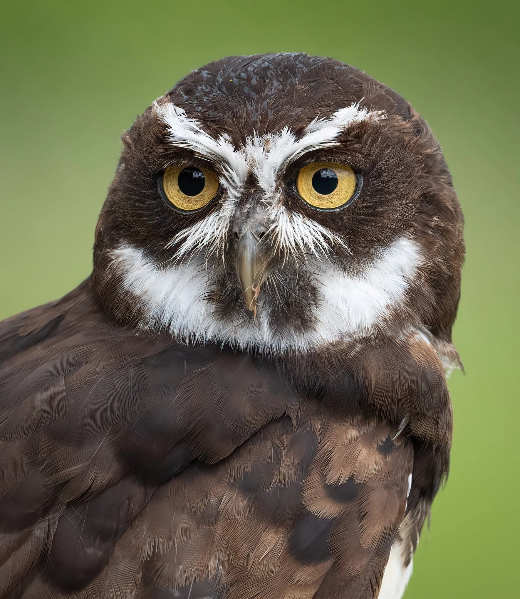 Close-up of a brown and white owl with piercing yellow eyes against a green background.