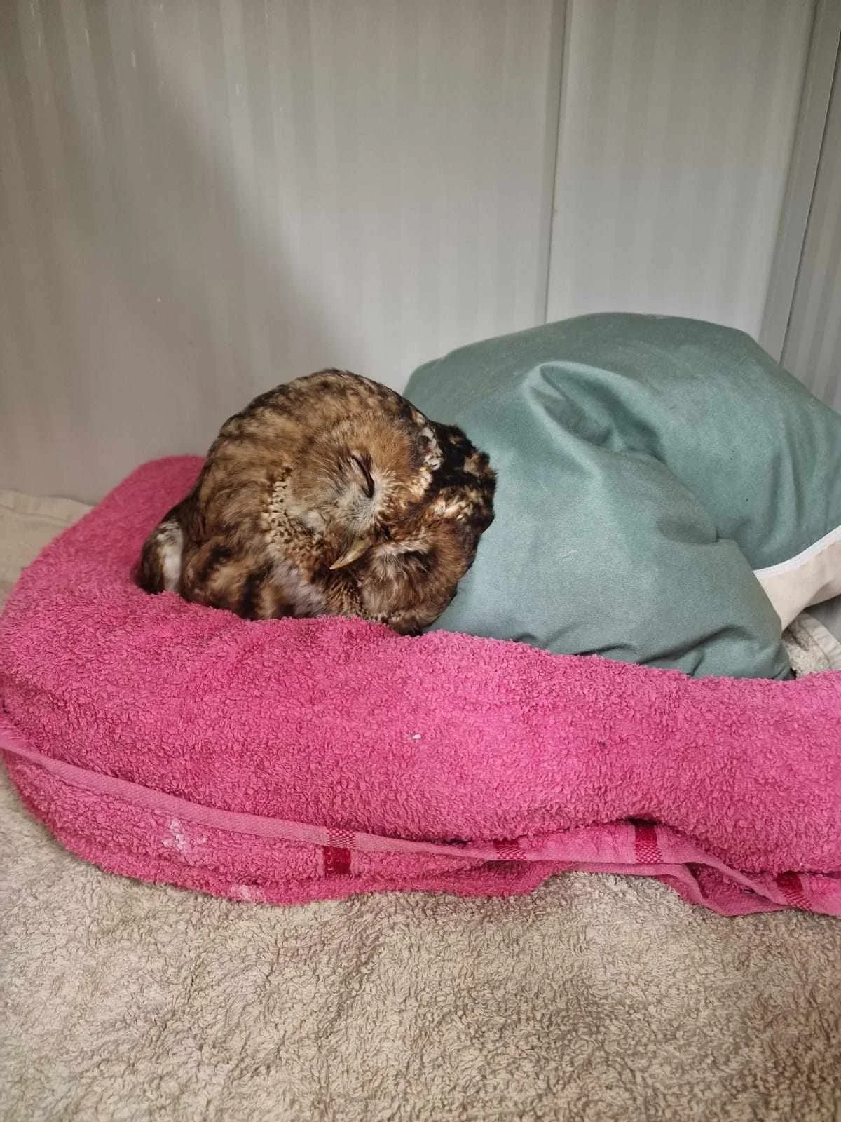 A brown owl curled up and sleeping on a pink towel with a green cushion and beige textured blanket nearby.