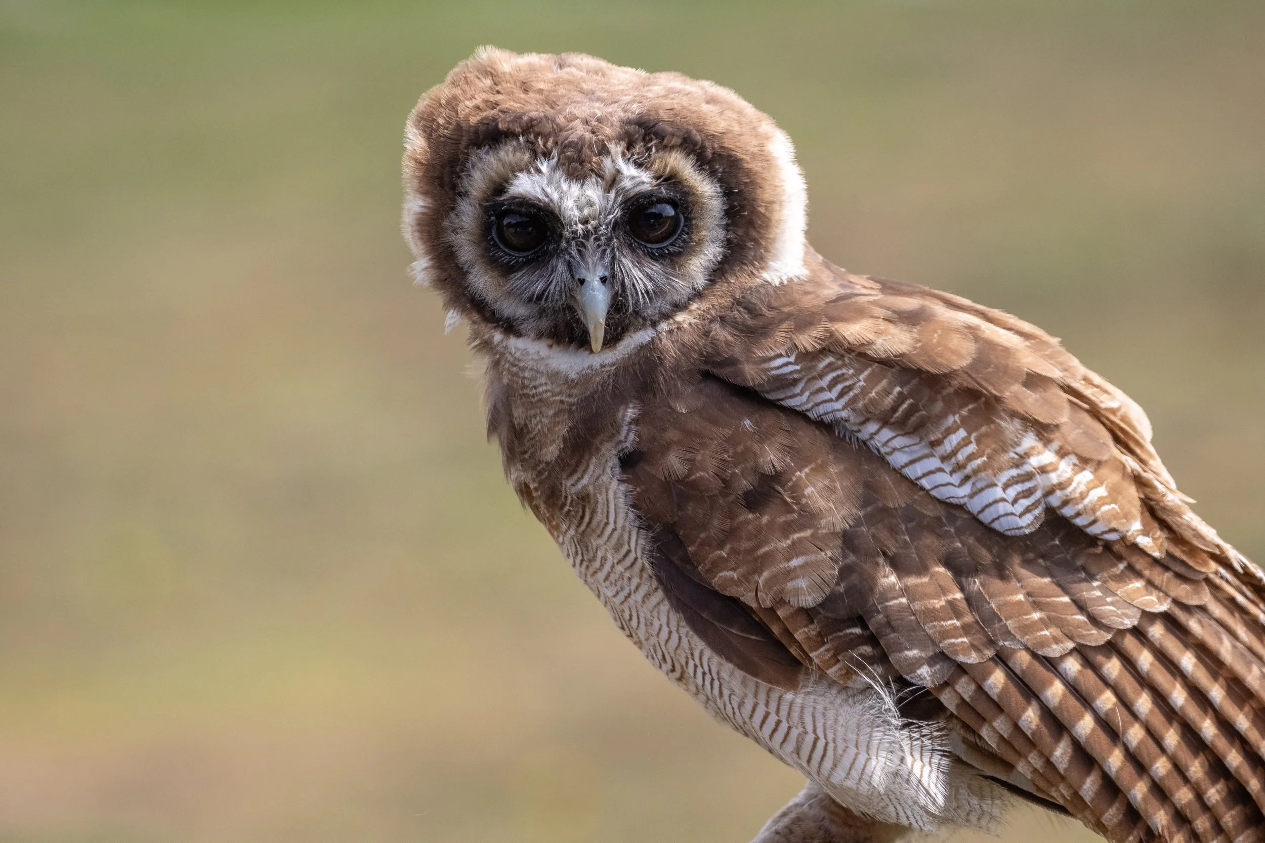 A close-up of a brown and white owl with large dark eyes and a white face, standing outdoors.