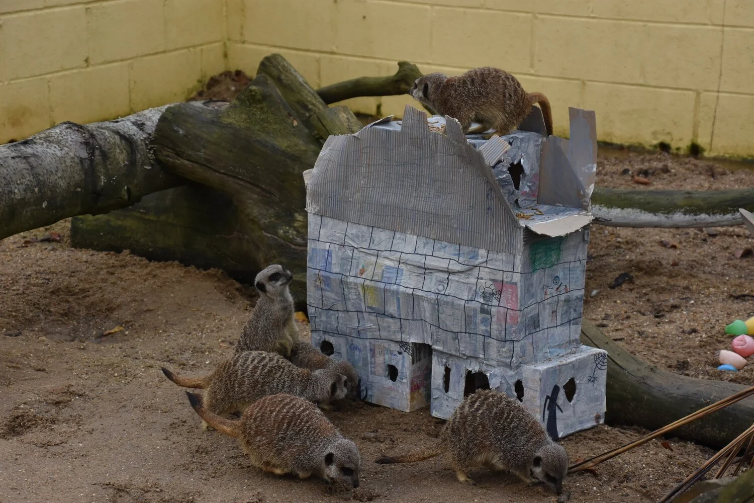 Several young meerkats gathered around a small makeshift house made from cardboard in an indoor enclosure with a sandy ground and a wooden log in the background.