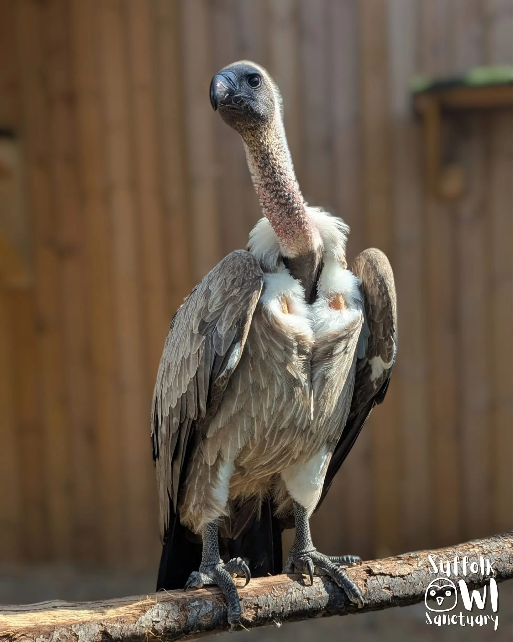 A vulture perched on a wooden branch inside an enclosure with a wooden fence background. Text on the bottom right reads 'Suffolk Wildlife Sanctuary'.