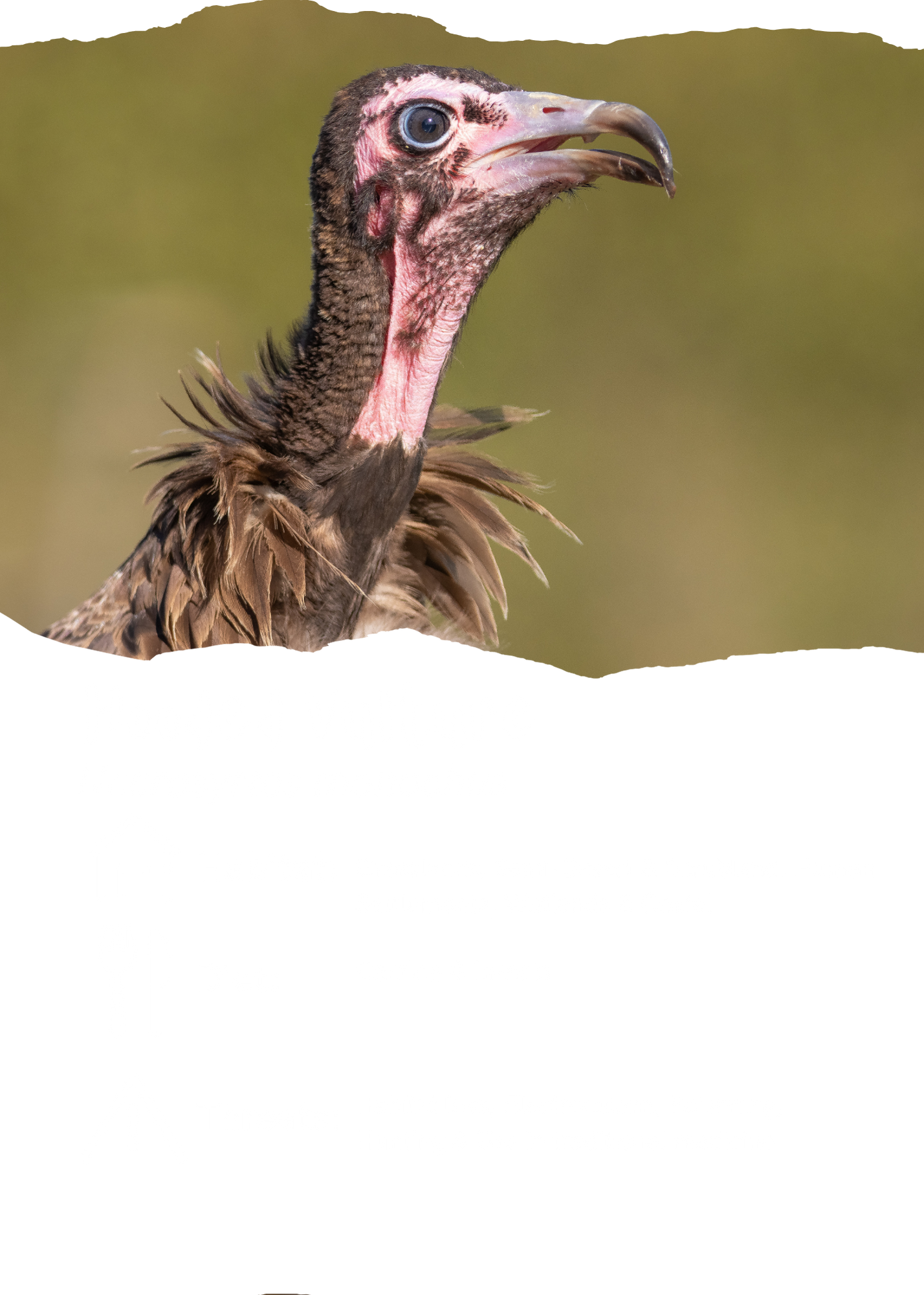 Close-up of a vulture with a pink neck, dark feathers, and a hooked beak, standing outdoors with a blurred green background.