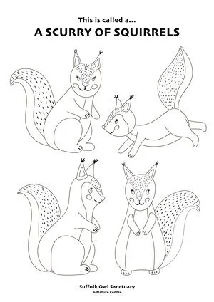 Line drawing of four cartoon squirrels with exaggerated features, titled 'A Scrrry of Squirrels,' produced by Suffolk Owl Sanctuary and Nature Centre.