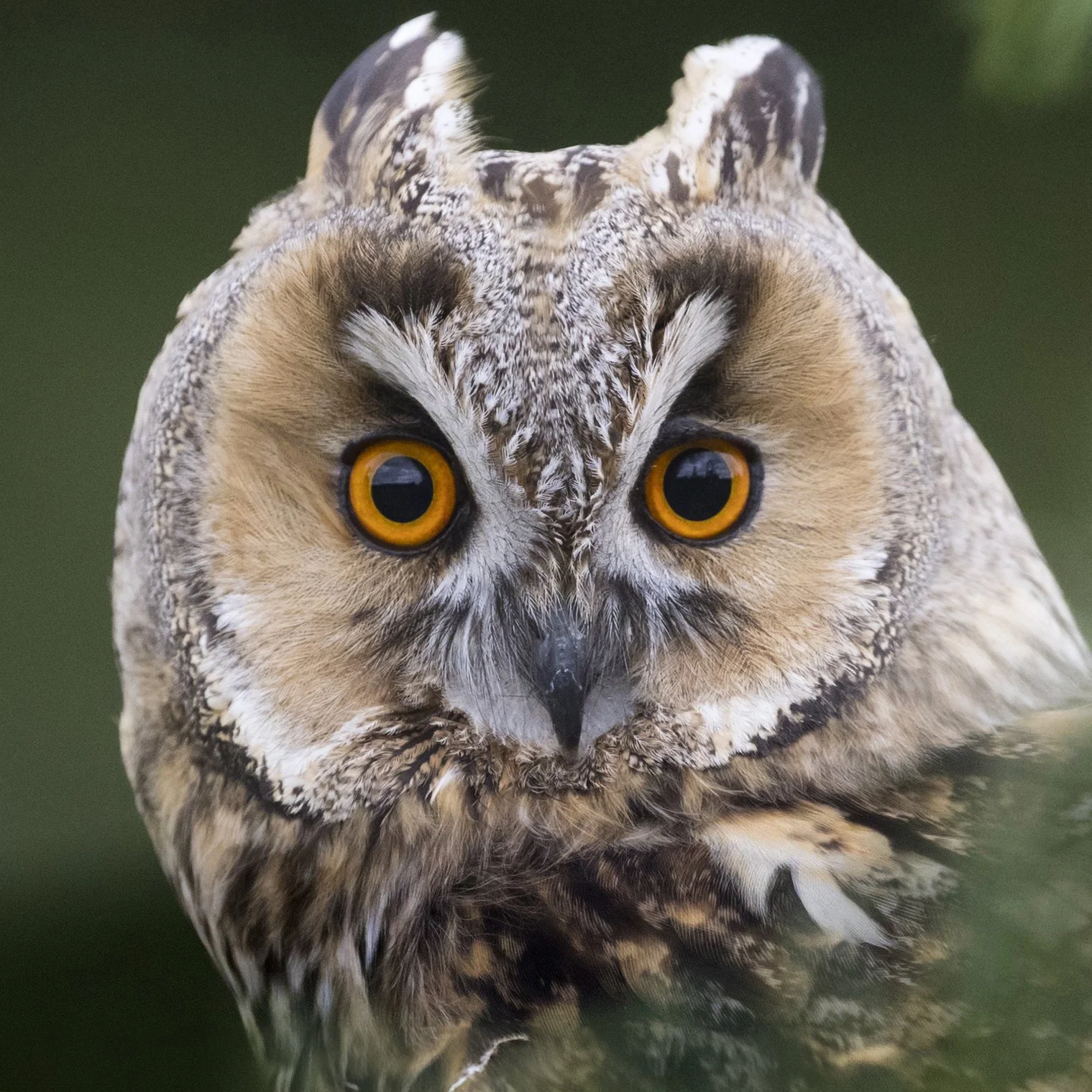 Close-up of a majestic owl with striking orange eyes and feathered facial disk, staring directly at the camera against a blurred green background.