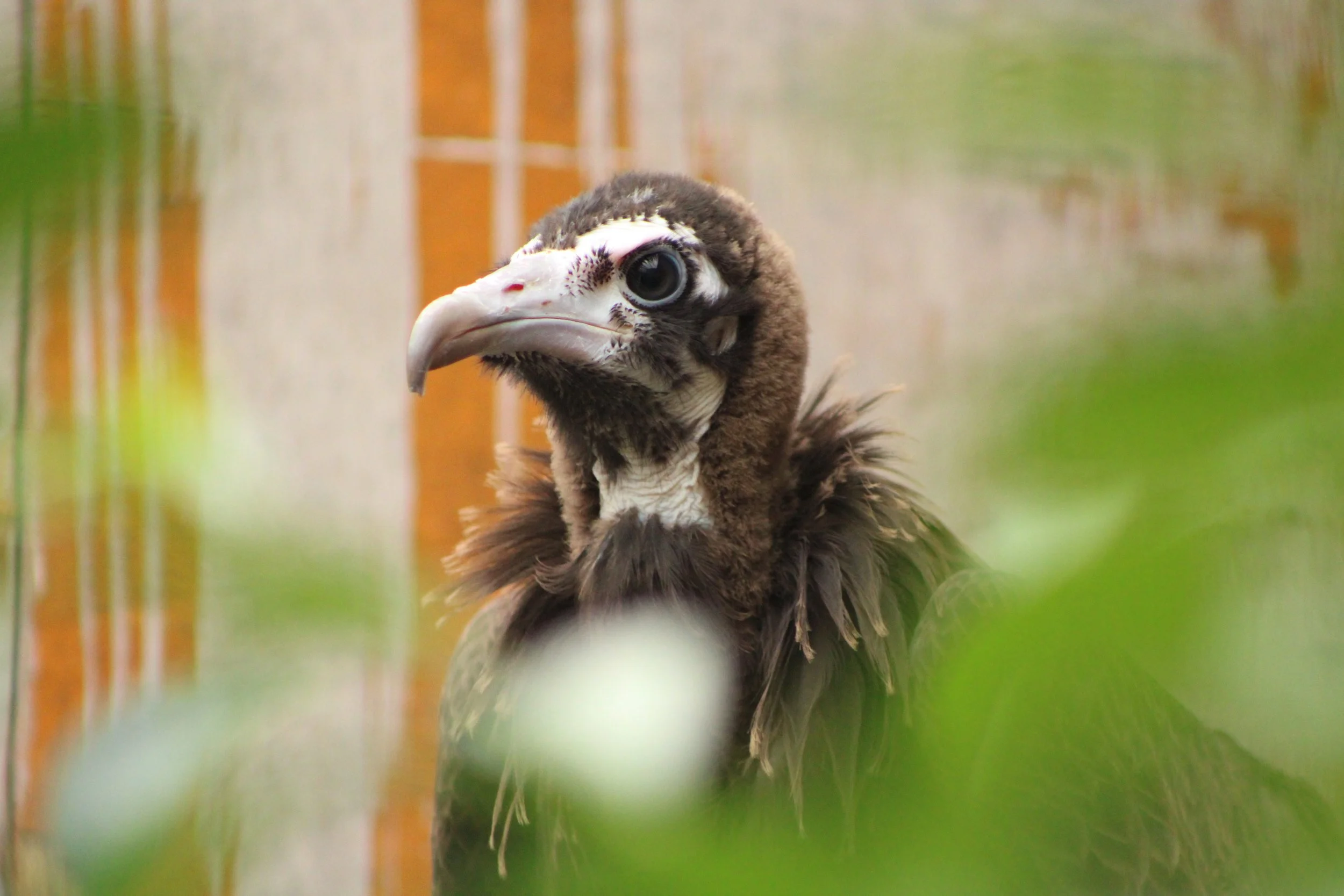 Close-up of a vulture with a large hooked beak and dark eyes, surrounded by blurred green foliage.