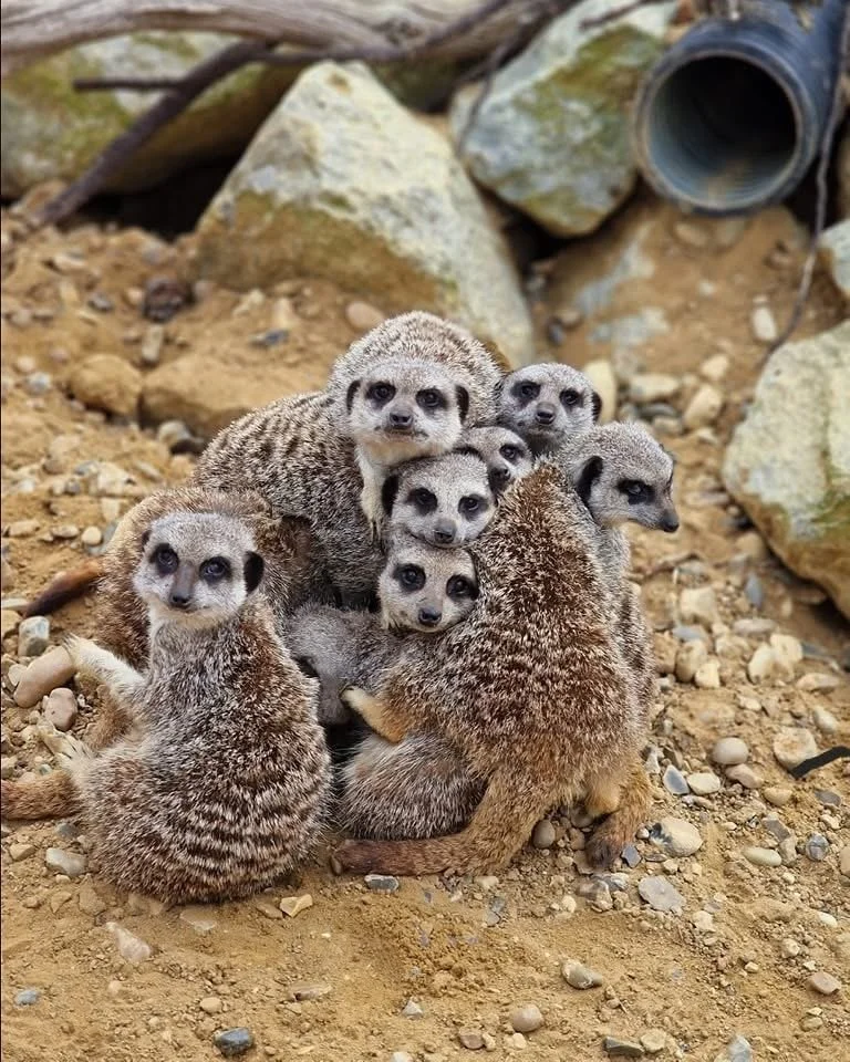 A group of seven baby meerkats huddled together on rocky, dirt ground.