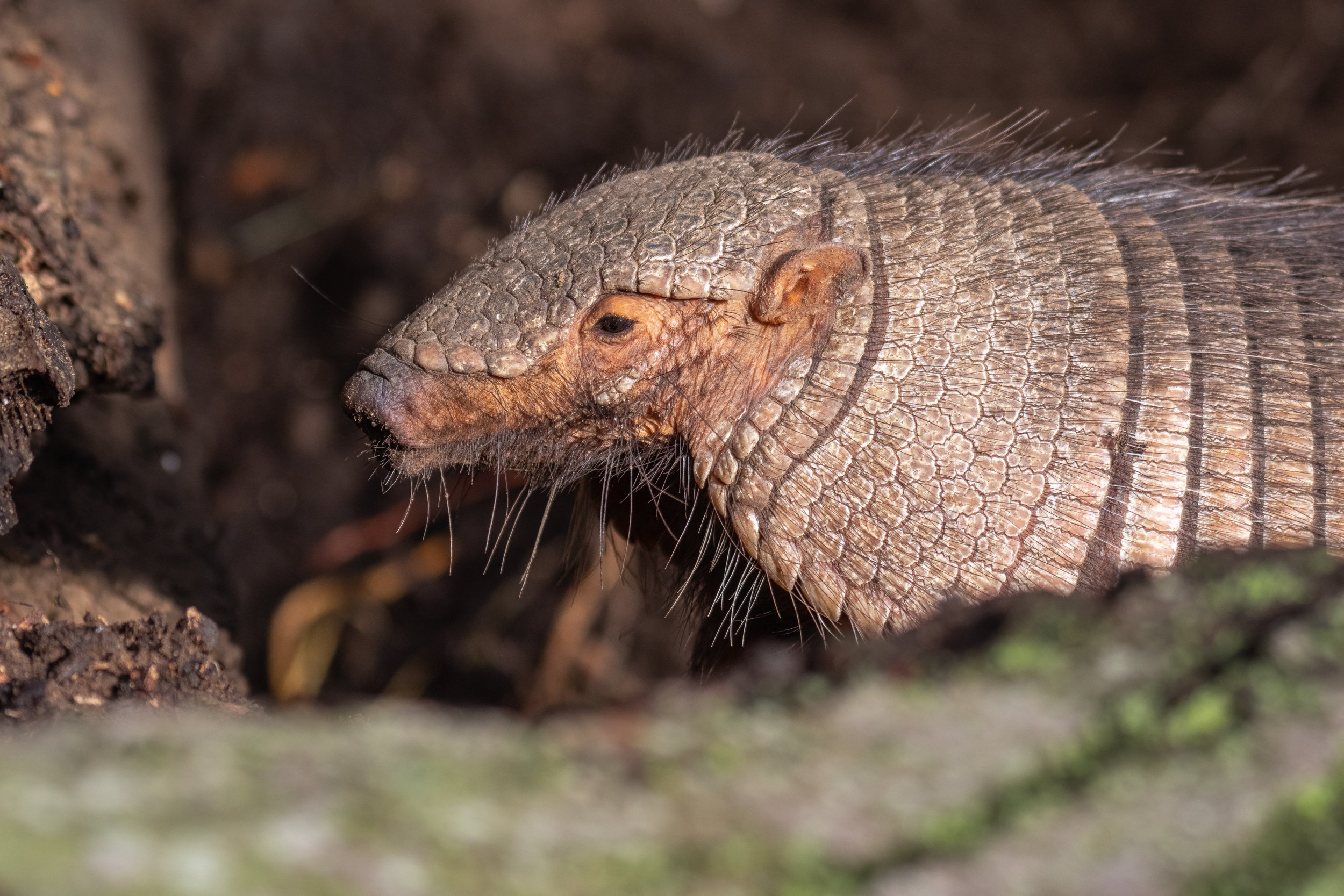 A close-up of a large hairy armadillo on soil covered with moss and dirt.