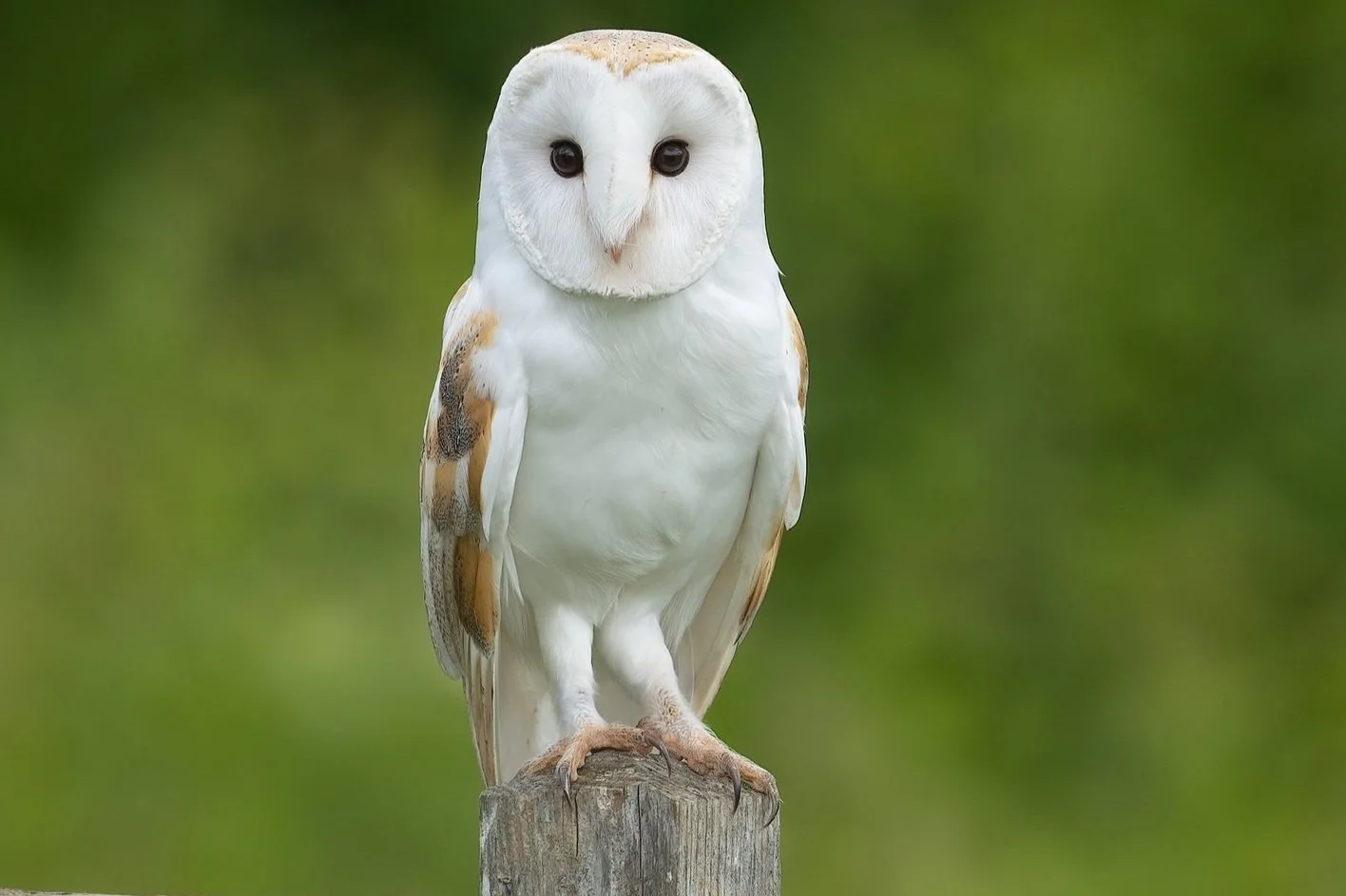 A barn owl perched on a weathered wooden post against a blurred green background.