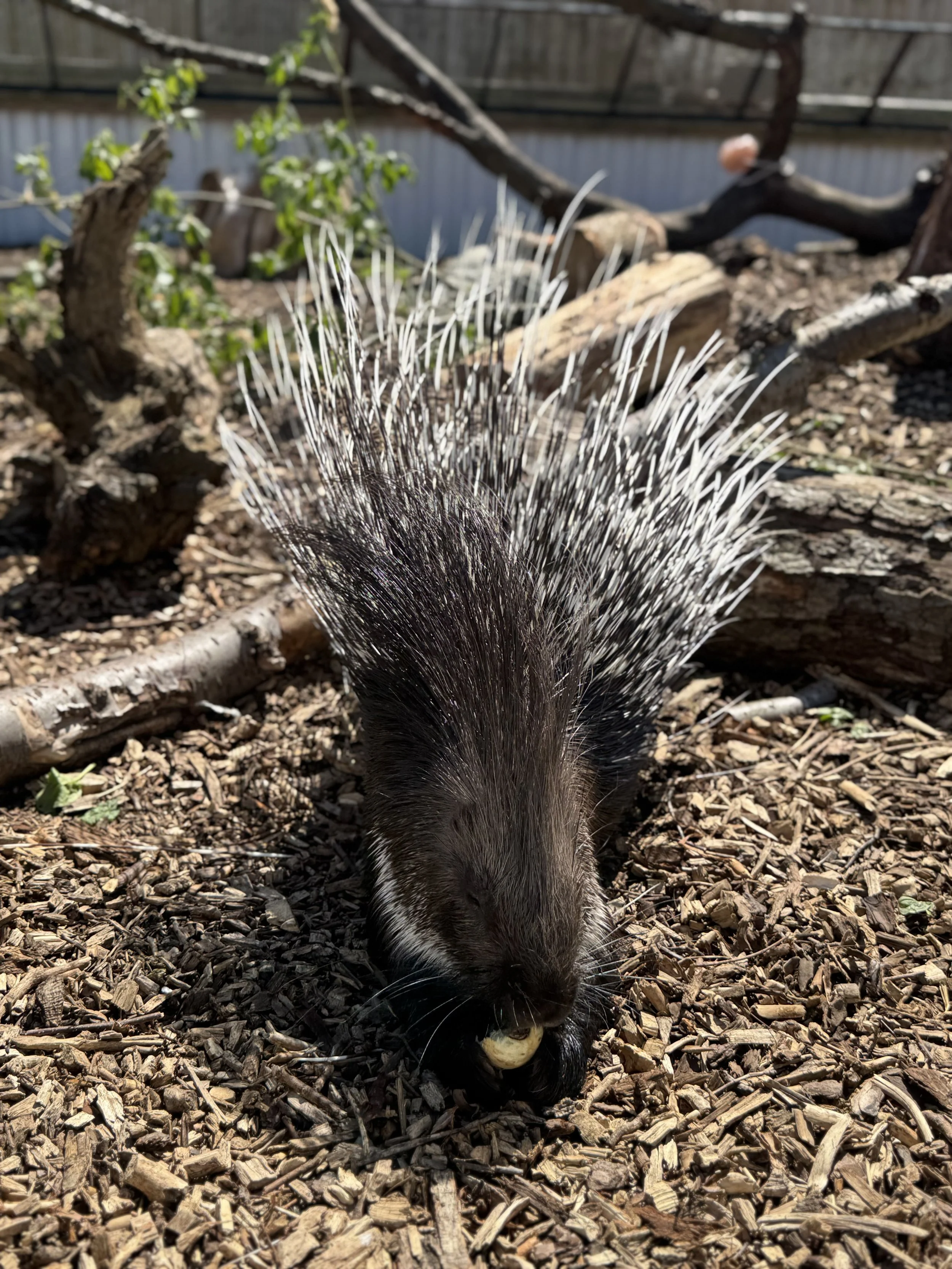 A porcupine on the ground with its head down, holding a nut in its paws, surrounded by wood chips and branches.