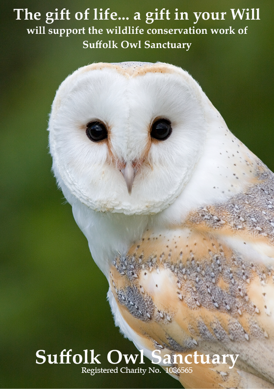 Close-up of a white barn owl with dark eyes, set against a green background, promoting support for Suffolk Owl Sanctuary.