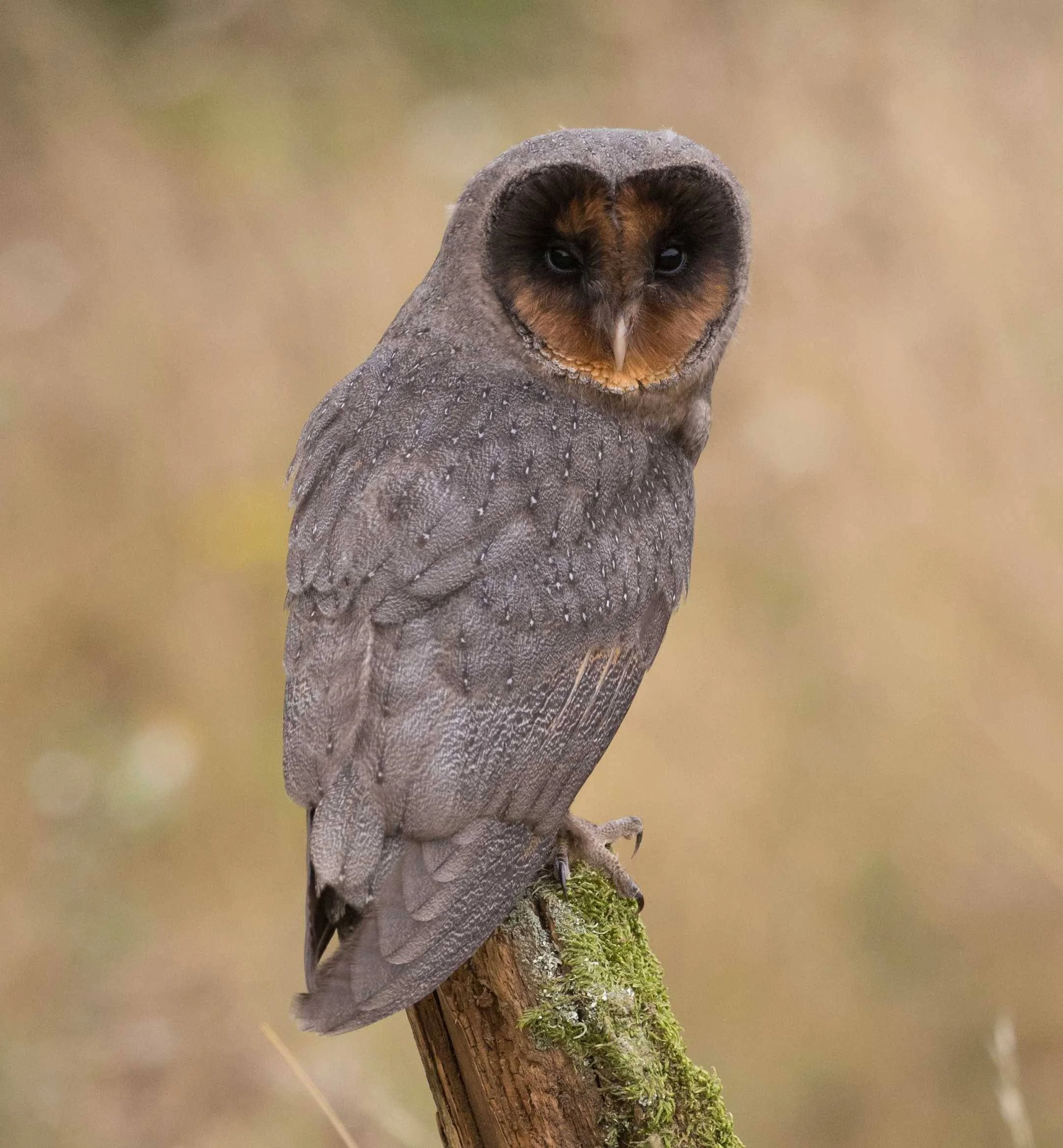 A blending of an owl body with the face of a barn owl, perched on a mossy branch.