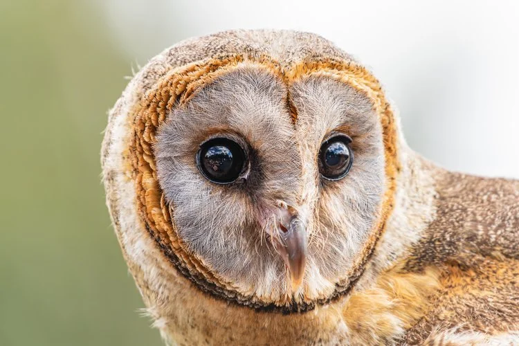Close-up of a brown and gray owl with large black eyes, set against a green and white blurred background.