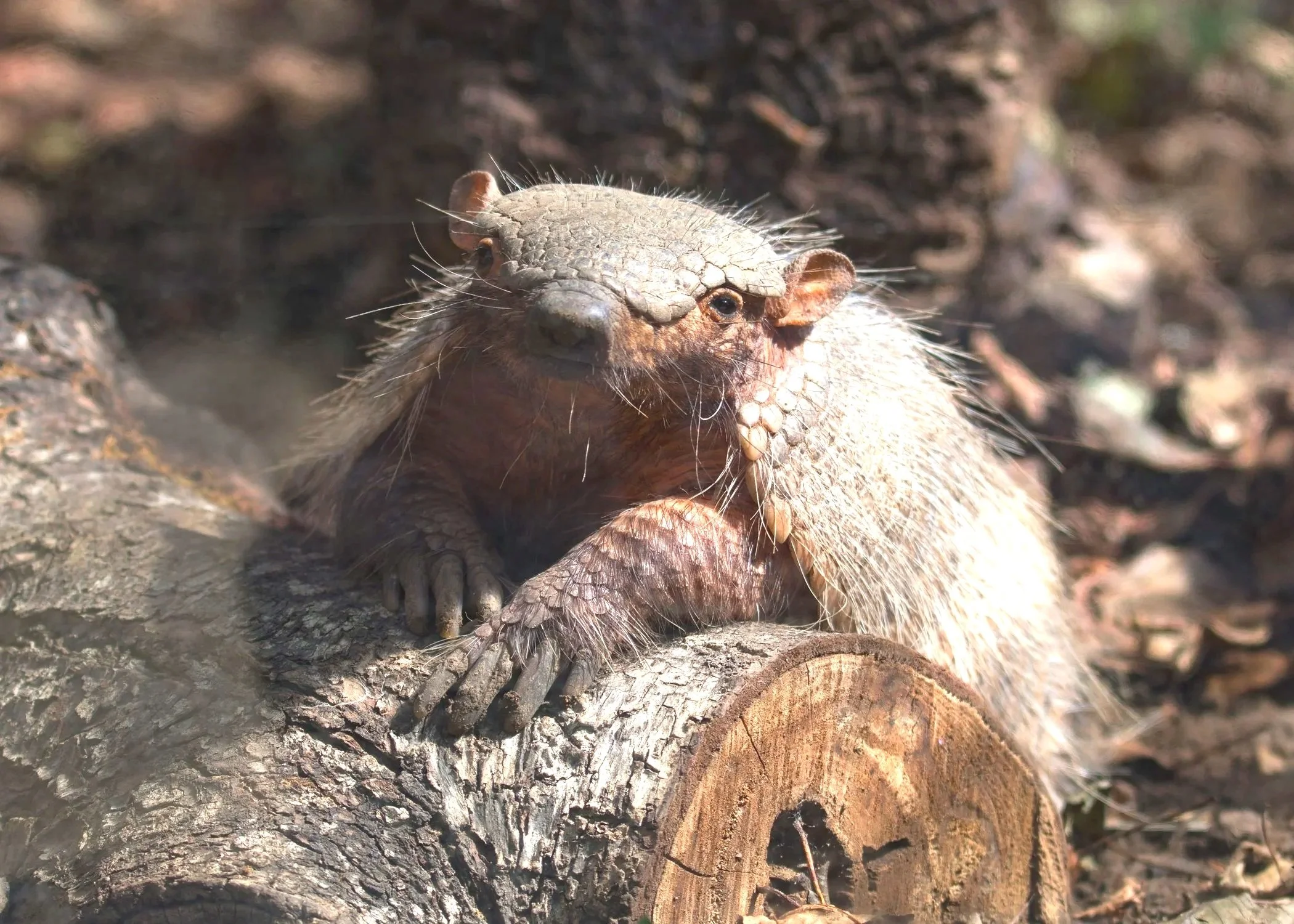 An armadillo, sitting on a log in a forested environment.