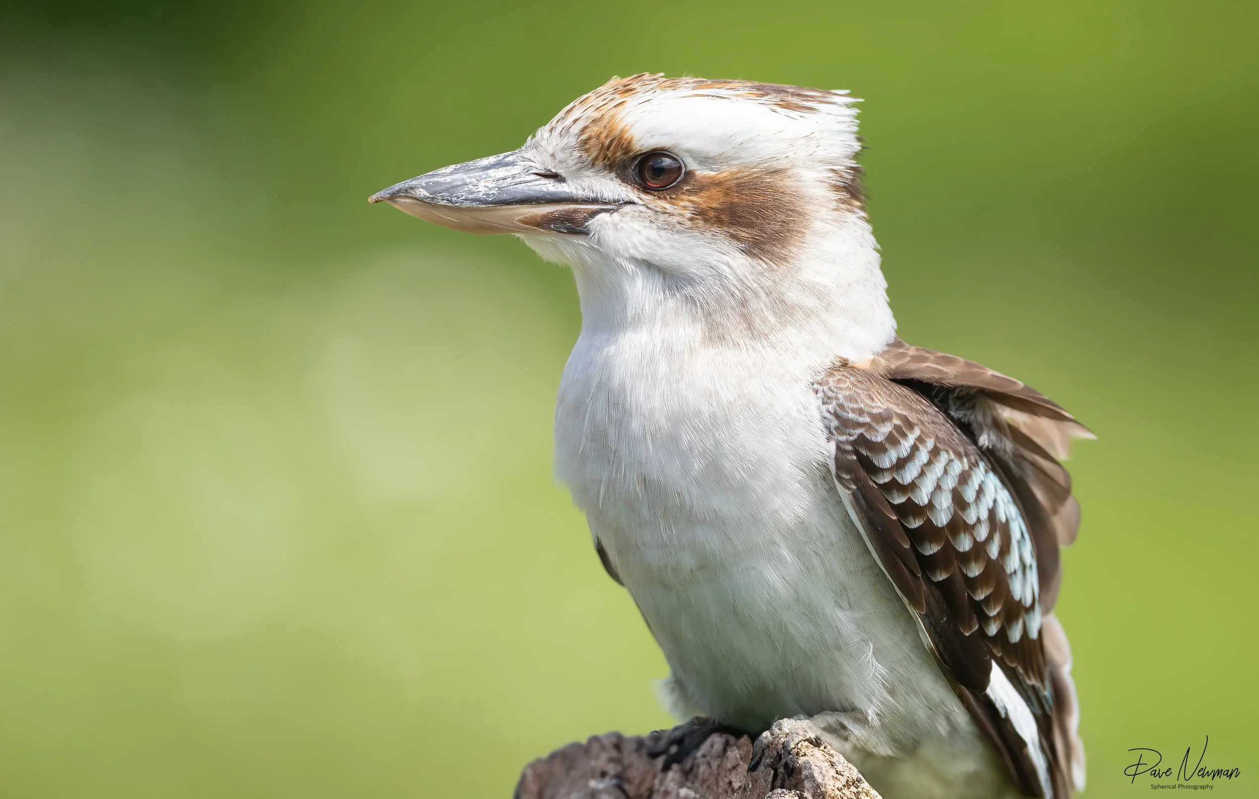 A kookaburra bird perched on a rock with a blurred green background.