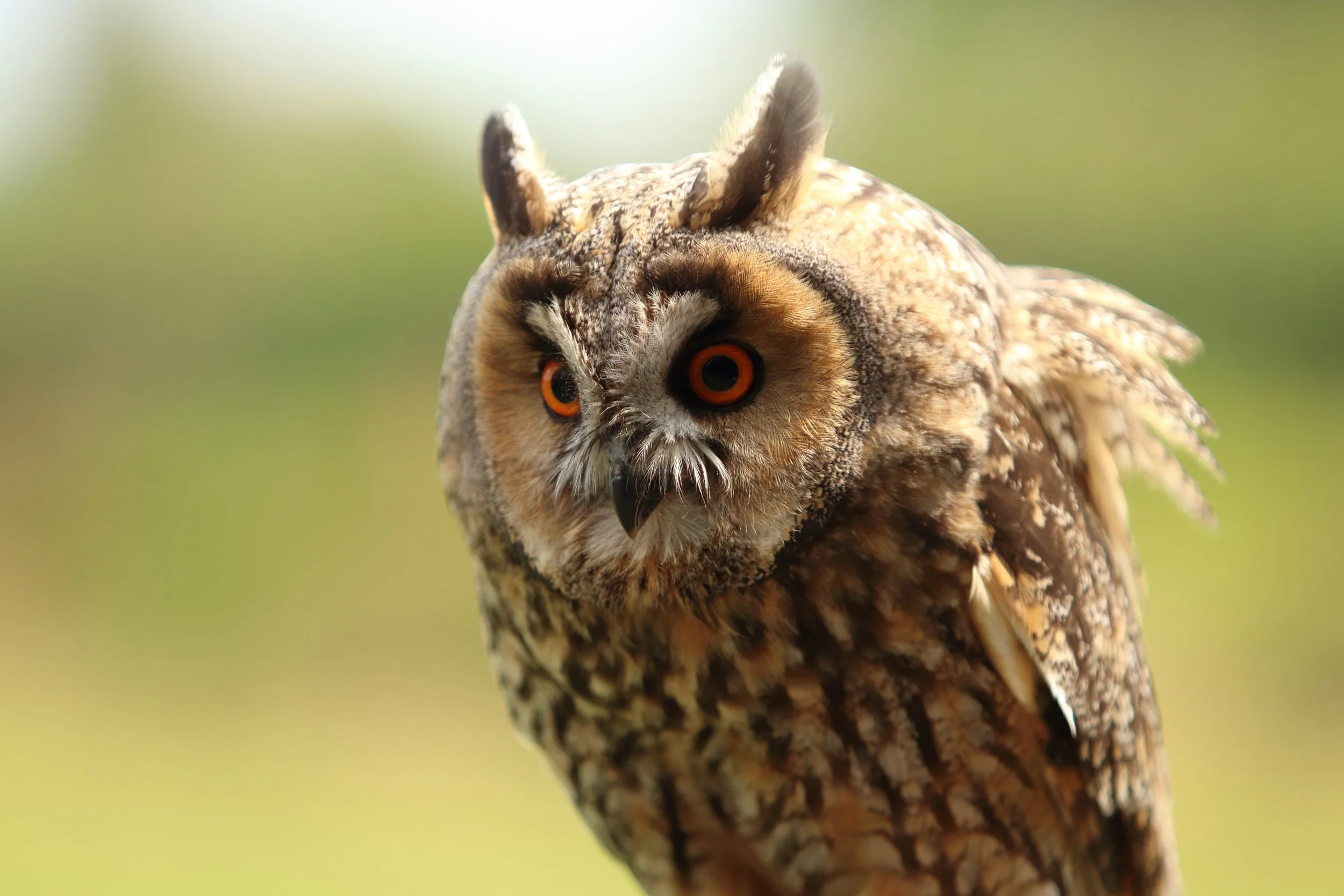 Close-up of a large owl with orange eyes and detailed brown and gray feathers.