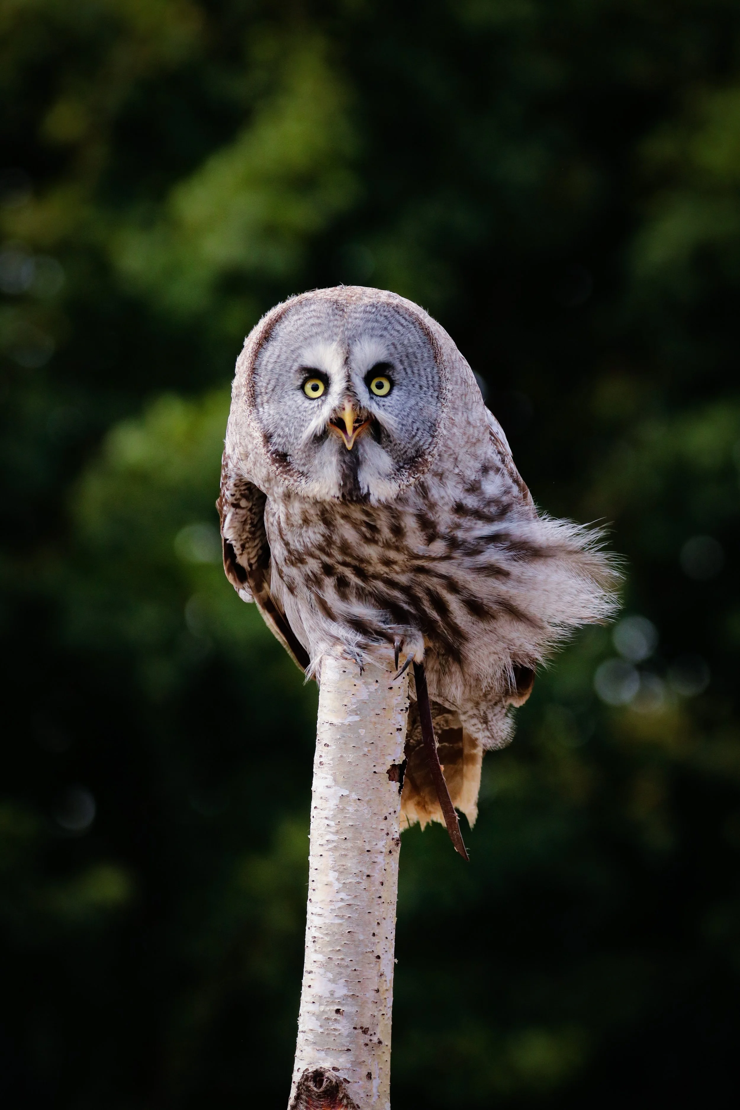 An owl with  wide eyes and an open beak, perched on a tree branch.