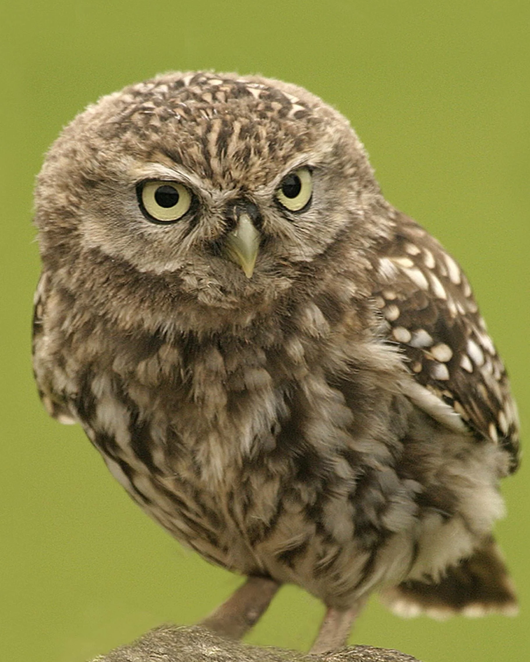 Close-up of a brown owl with large yellow eyes perched on a branch against a green background.