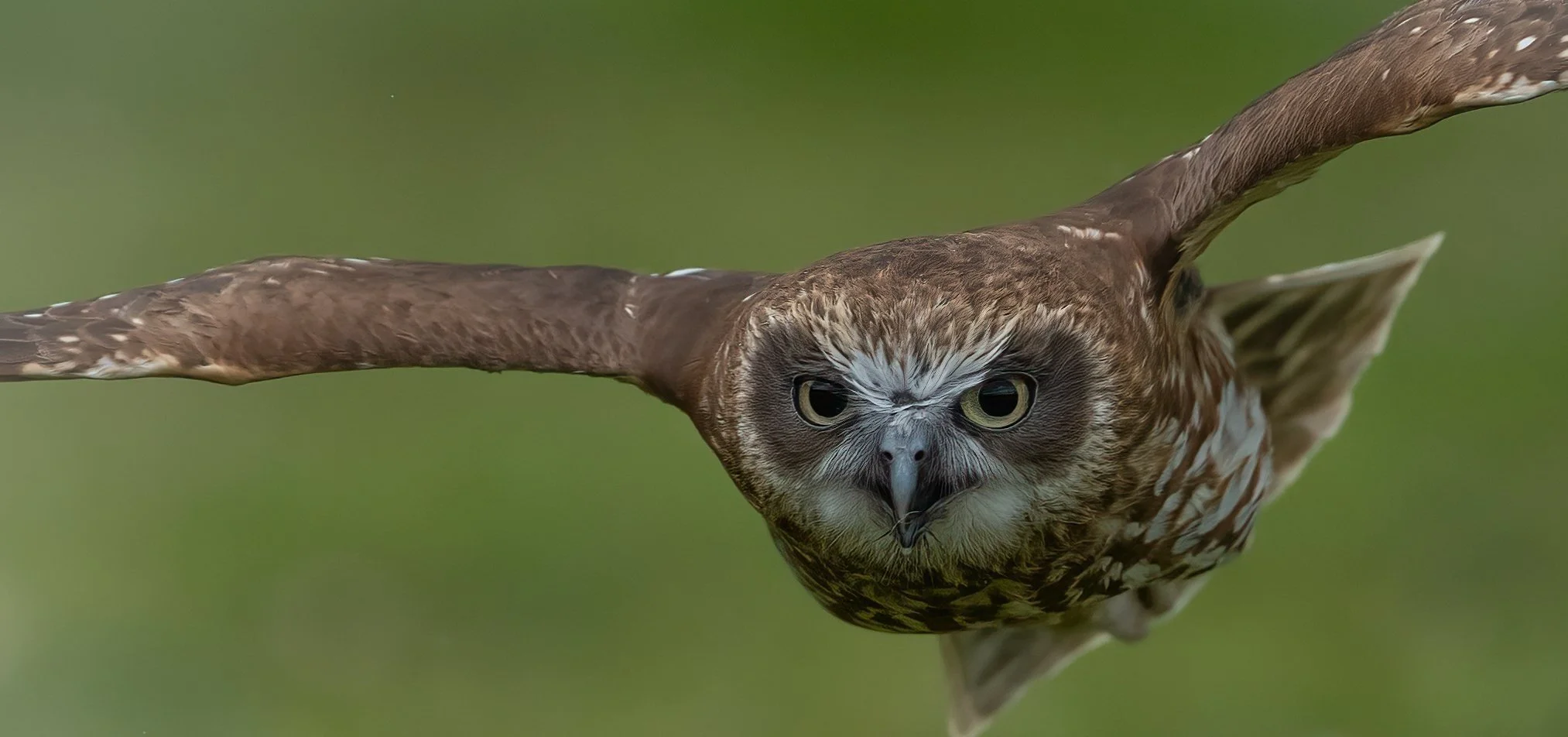 A bird of prey in flight with its wings spread wide, focusing intently forward against a green blurred background.