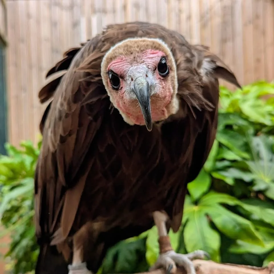 Close-up of a vulture with a pink face and dark eyes, standing on green foliage with a wooden fence in the background.