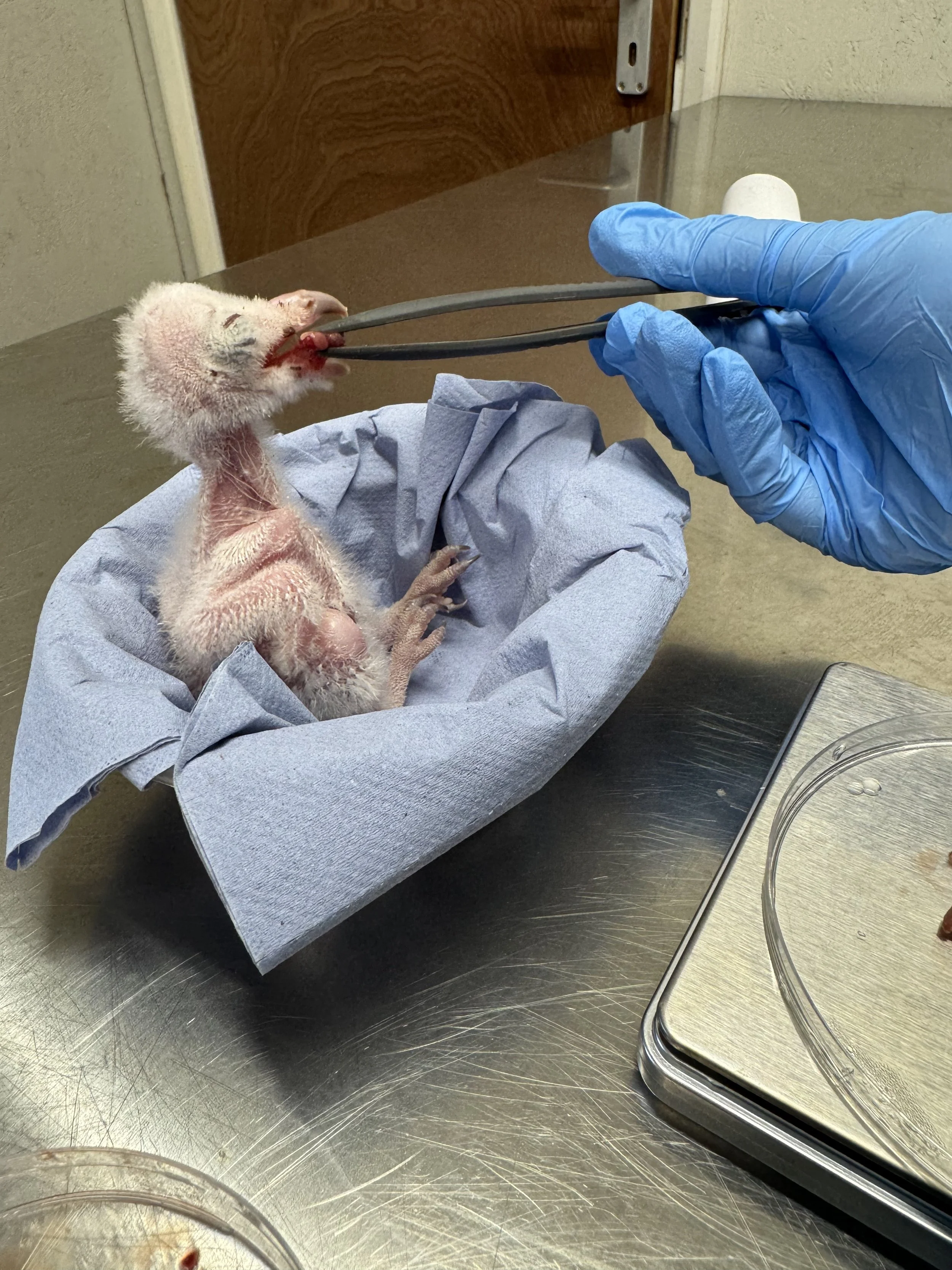 A baby bird being fed with a pair of tweezers by a person wearing blue gloves, lying in a blue cloth on a metal table in a veterinary or wildlife rehabilitation setting.