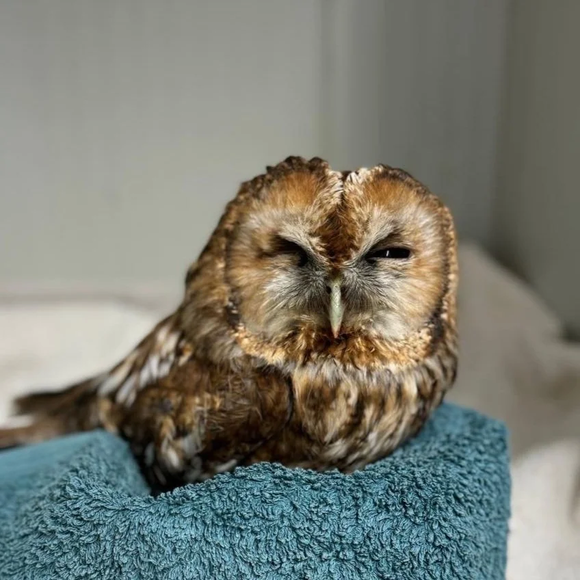 A digitally edited owl with a human-like facial expression sitting on a blue towel.