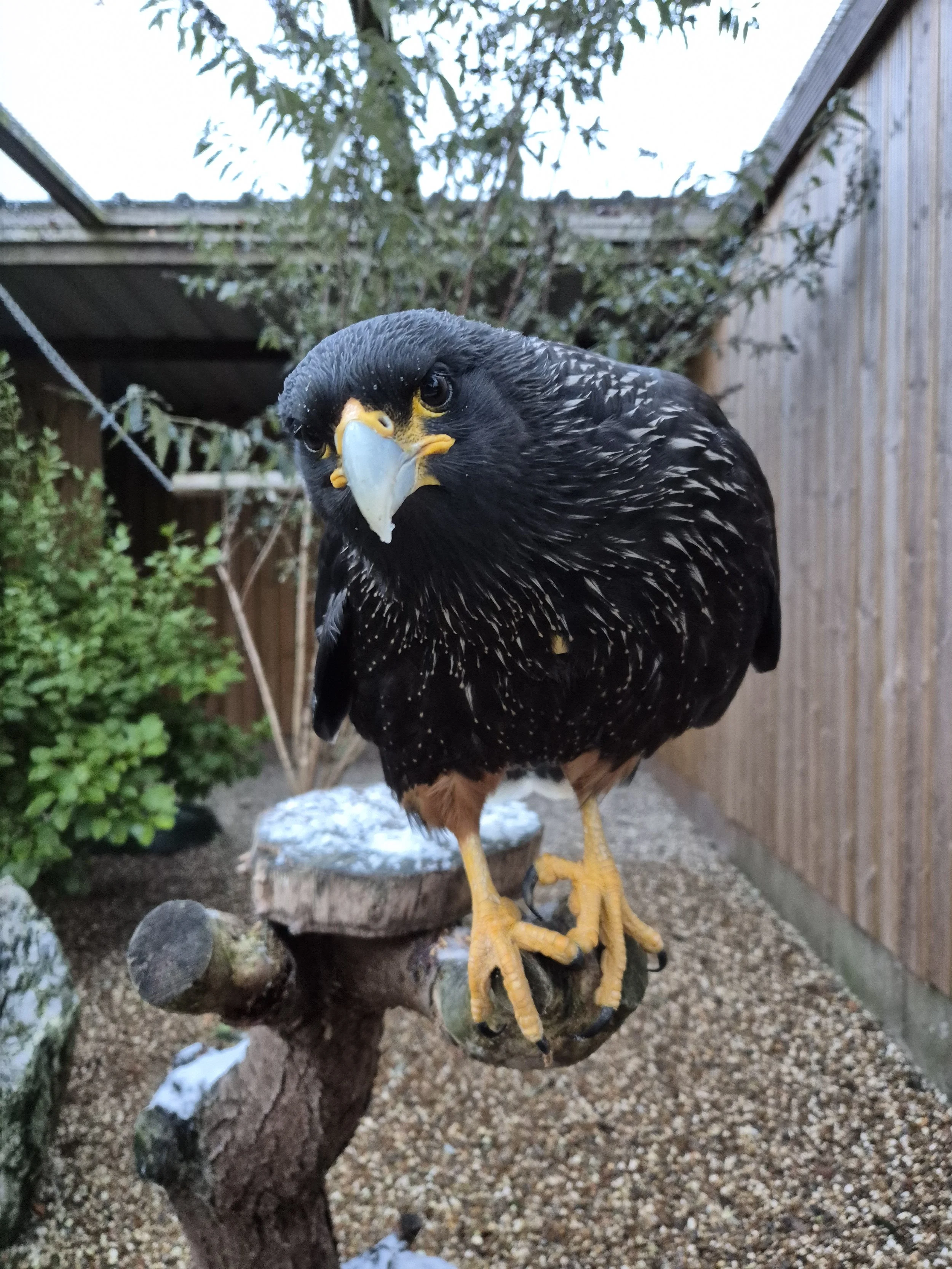 A close-up of a black eagle perched on a branch with a background of trees and a wooden fence.