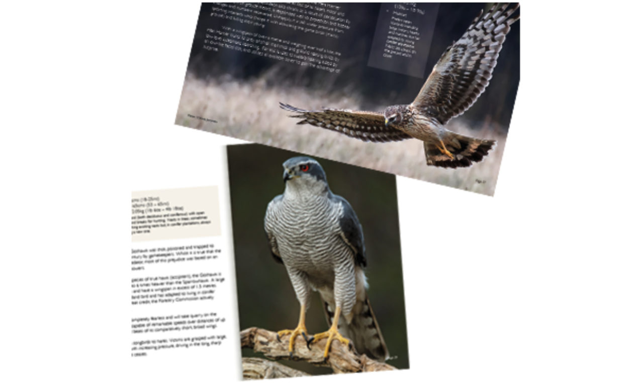 British Birds of Prey Book Inside Cover.png