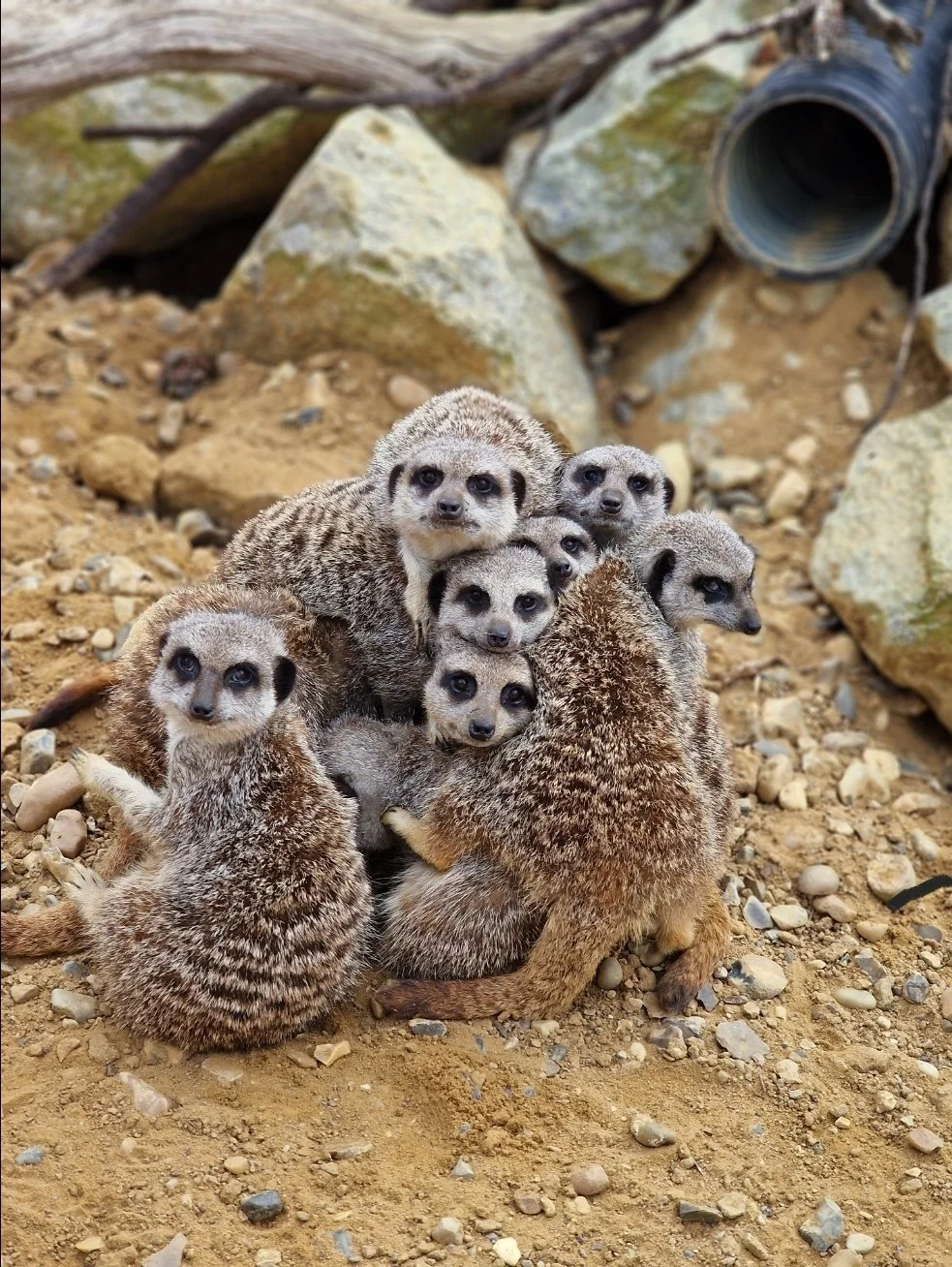 A group of seven meerkats huddled together on dirt and rocks.
