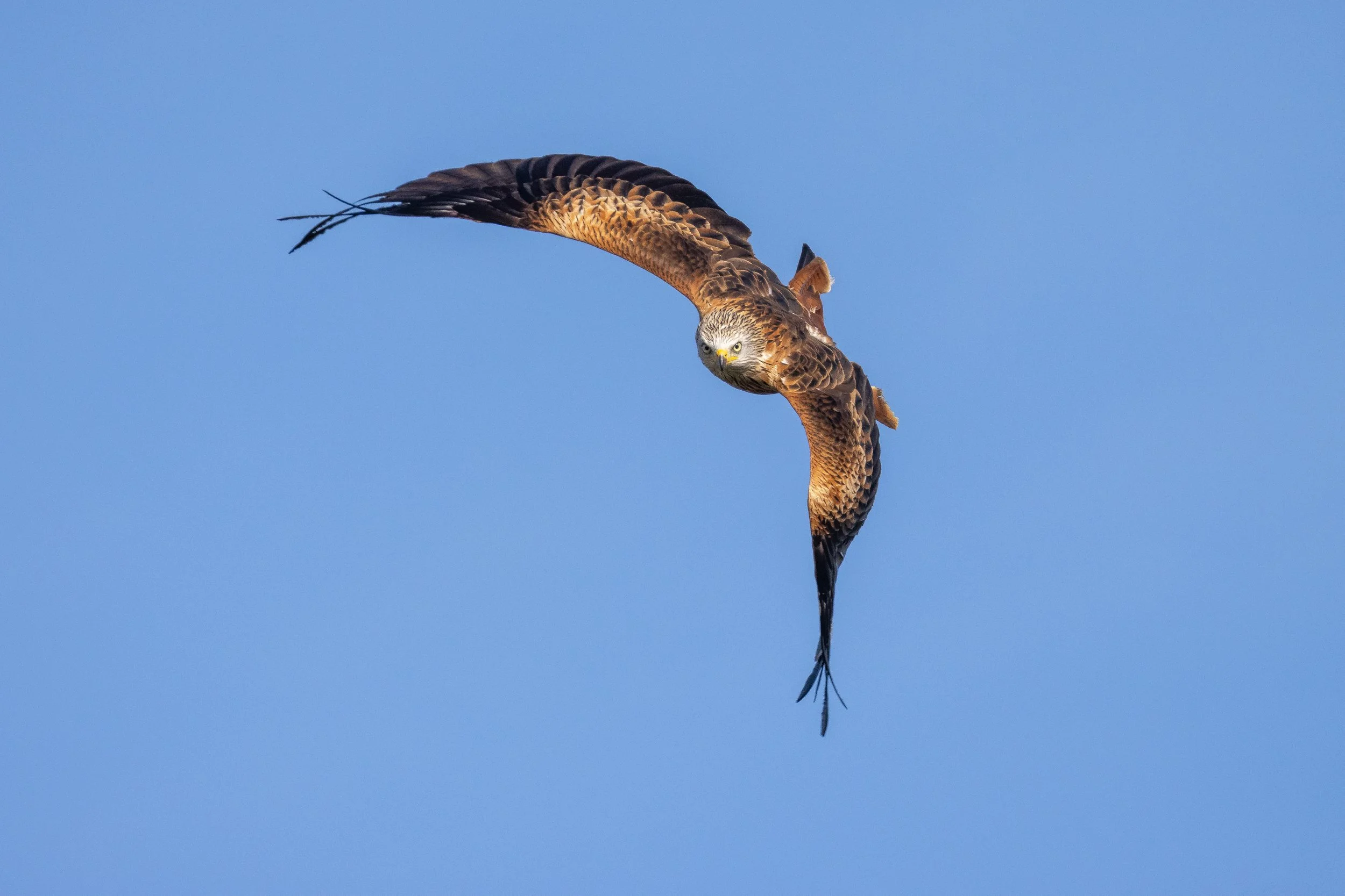 A hawk flying through a clear blue sky with wings spread wide.
