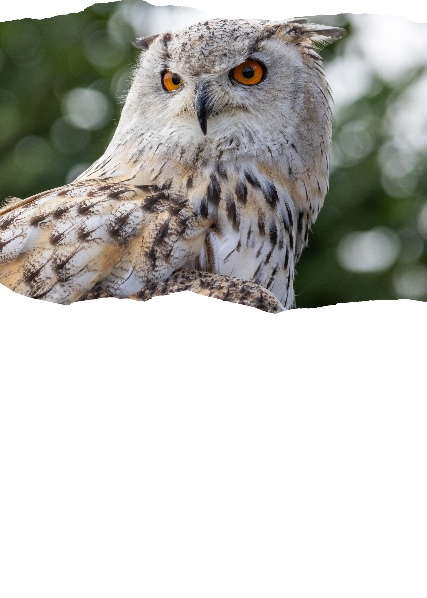 Close-up of a white owl with orange eyes, perched on a branch with a blurred green background.