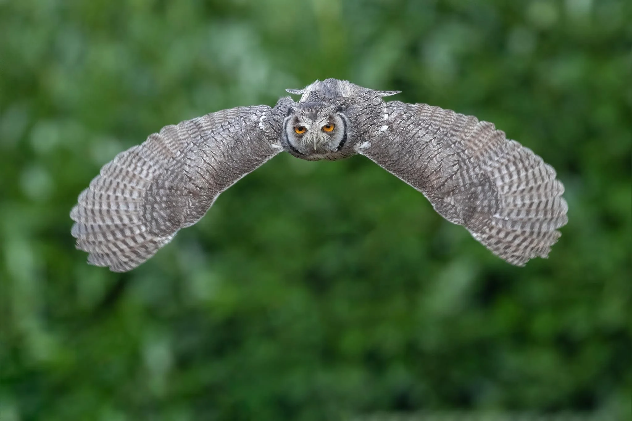 Close-up of an owl with large, dark eyes and a heart-shaped facial disc, showing detailed feathers around the face.
