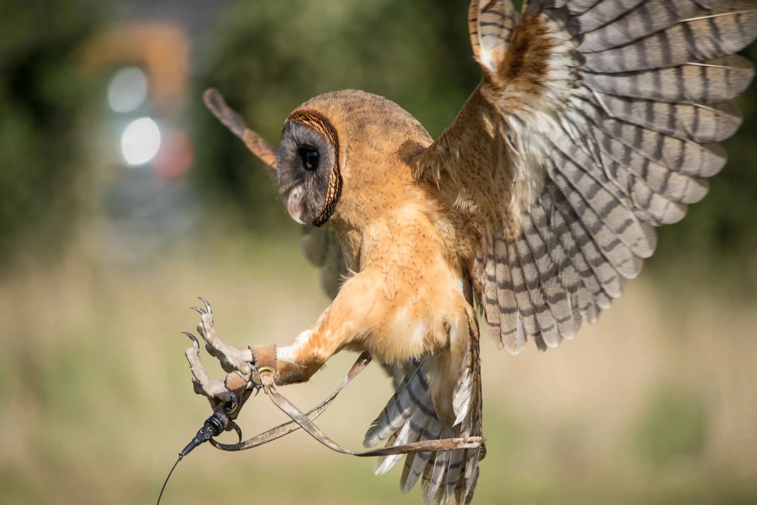 An owl with outstretched wings, flying in a natural outdoor setting.
