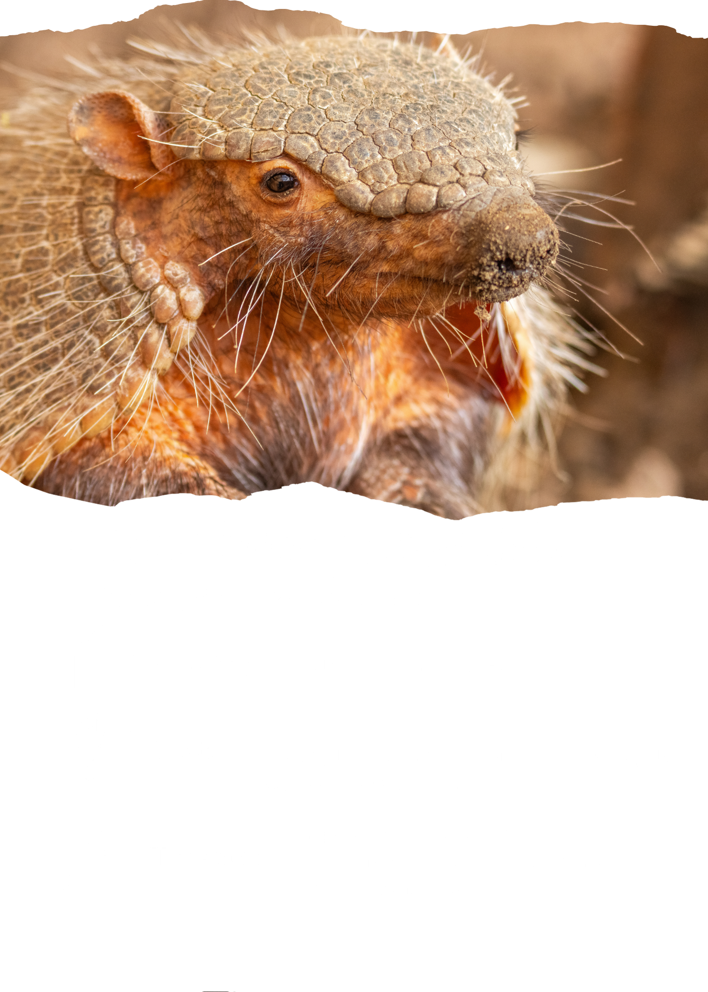 Close-up of a large hairy armadillo with a rough, armor-like shell on its head and a textured face.