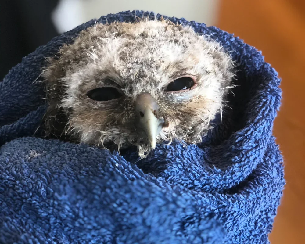 A baby owl wrapped in a blue towel, with its face and eyes visible.