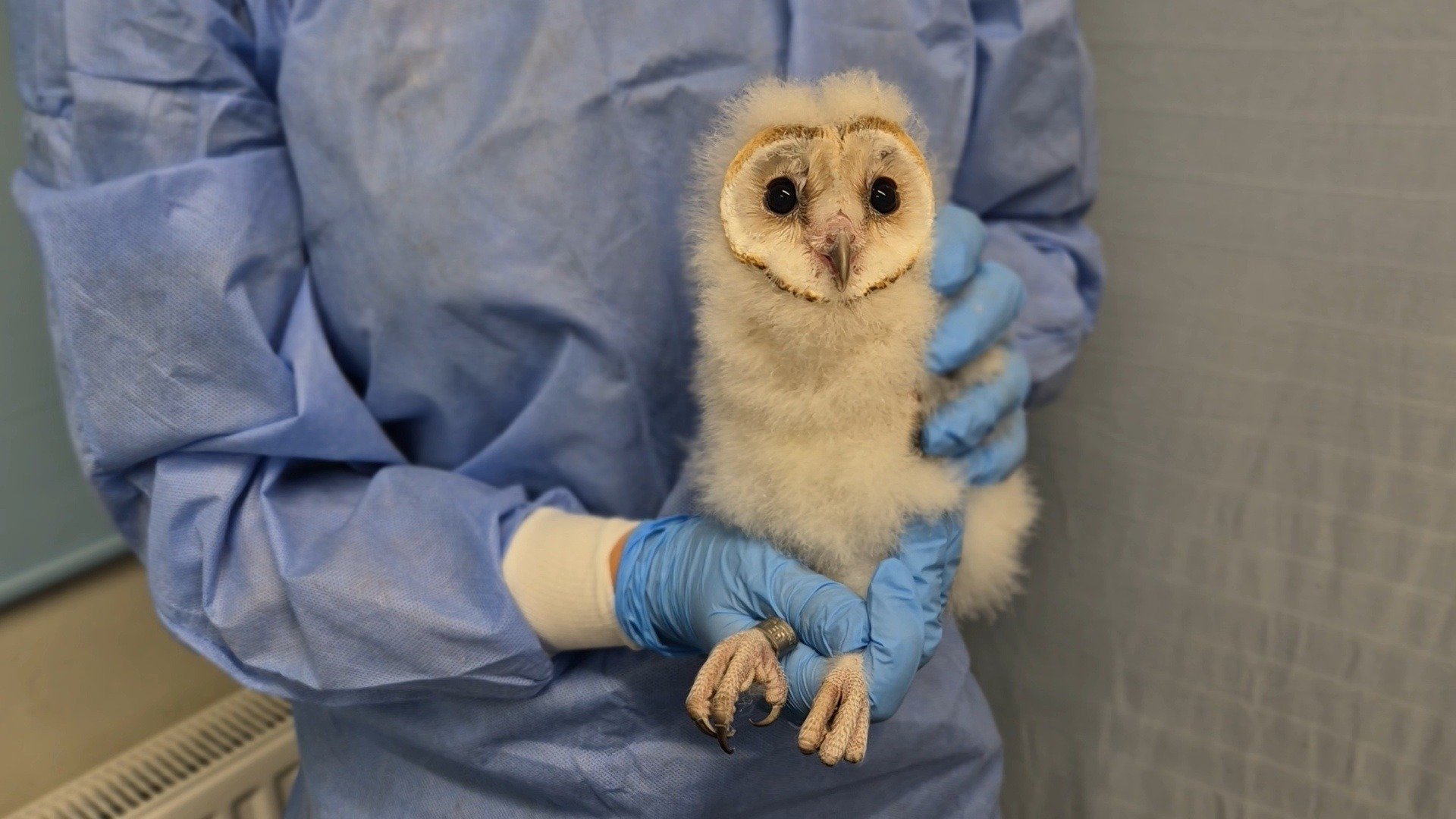 Person in blue medical gown and gloves holding a baby barn owl with large black eyes and a white and brown feathered face.