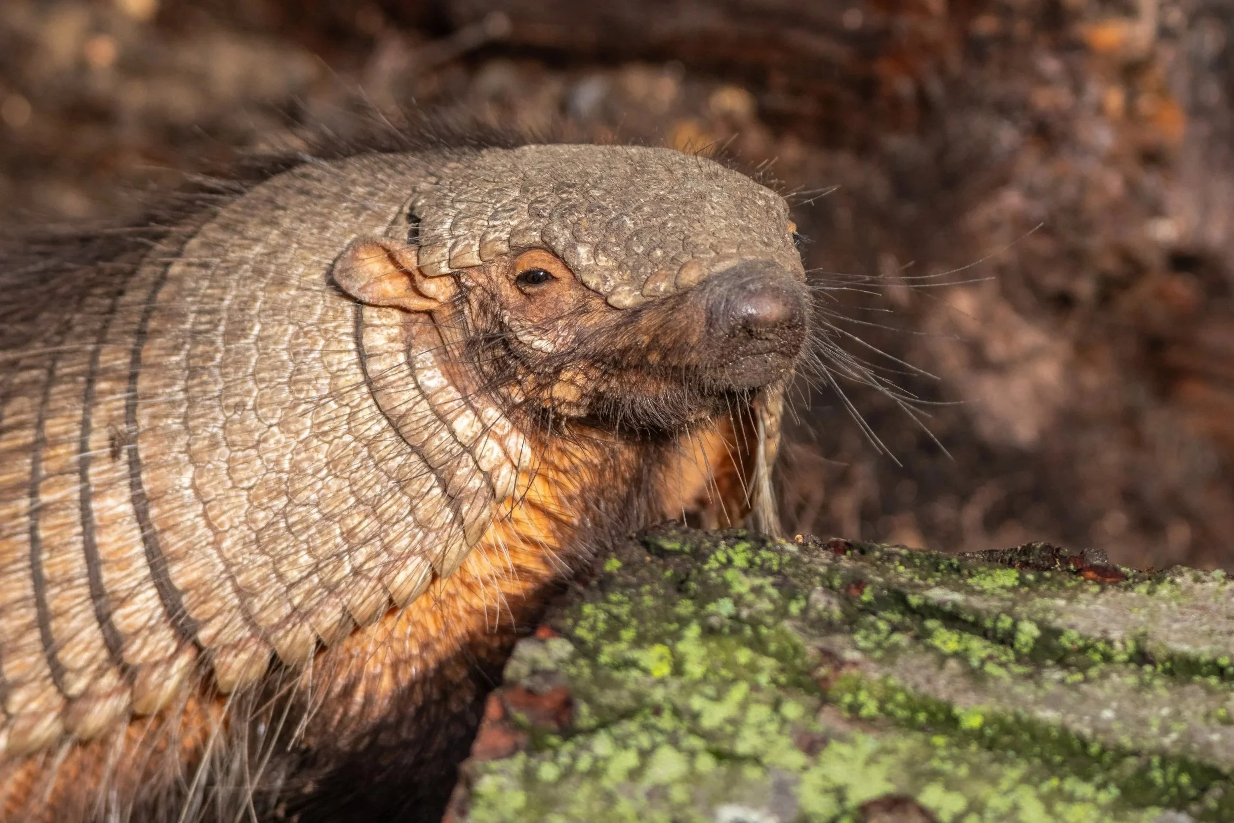 Close-up of an amradillo with small eyes, and whiskers, resting on a mossy log in a forest.
