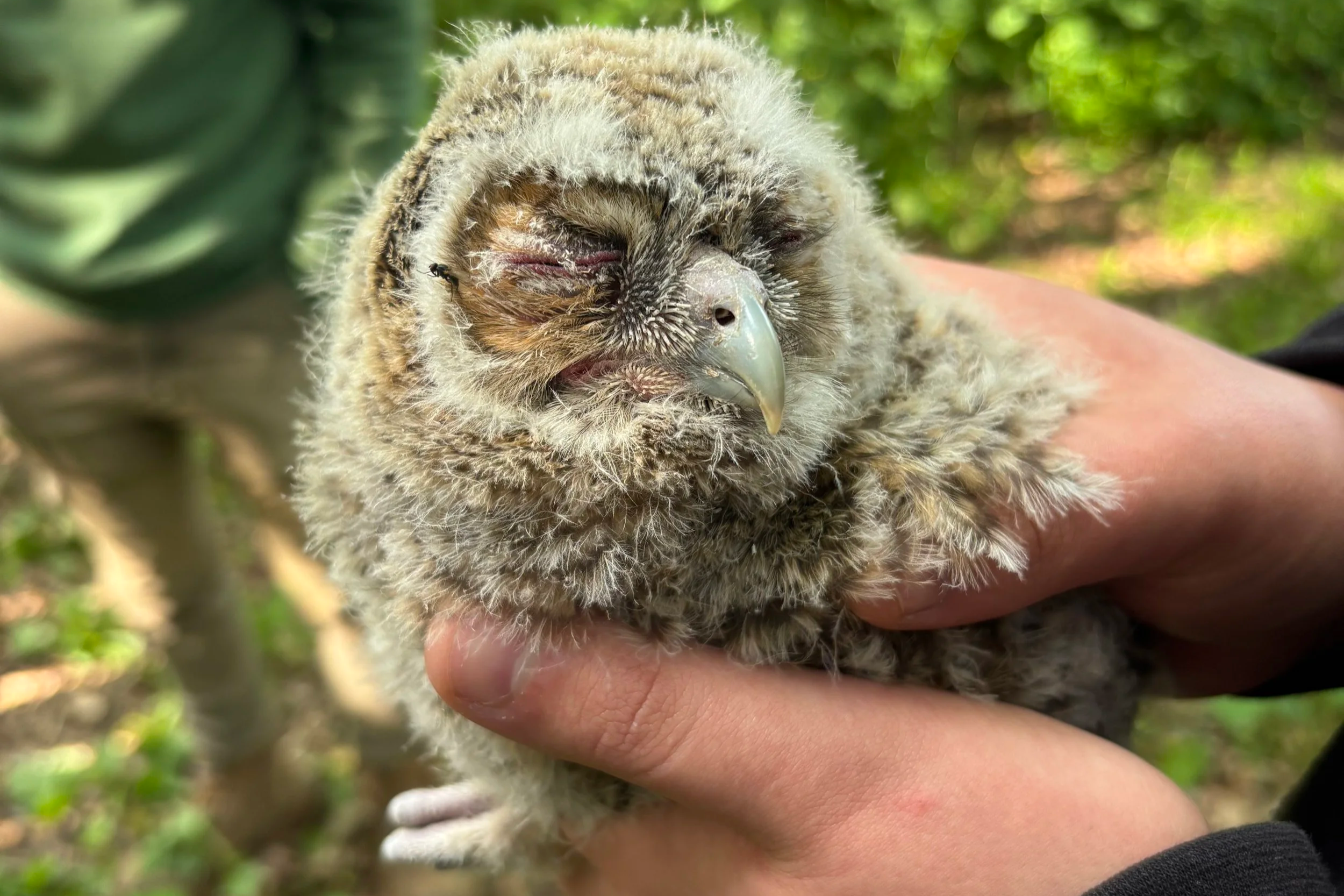 A fluffy, young owl with closed eyes being gently held in a person's hand outdoors.